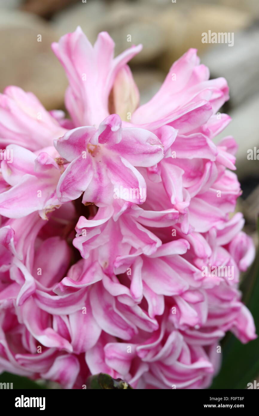 Vista ravvicinata di rosa fiori di giacinto in piena fioritura Foto Stock
