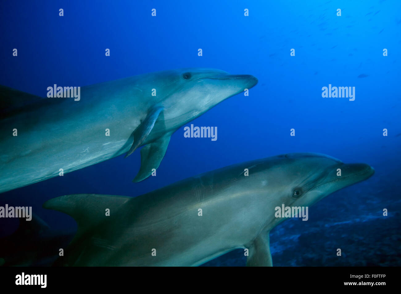 Paio di naso di bottiglia di nuoto con i delfini in acqua blu Foto Stock