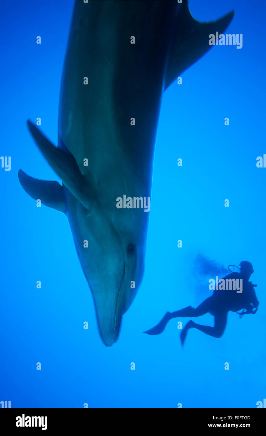 Naso di Bottiglia di nuoto con i delfini in acqua blu con subacqueo Foto Stock