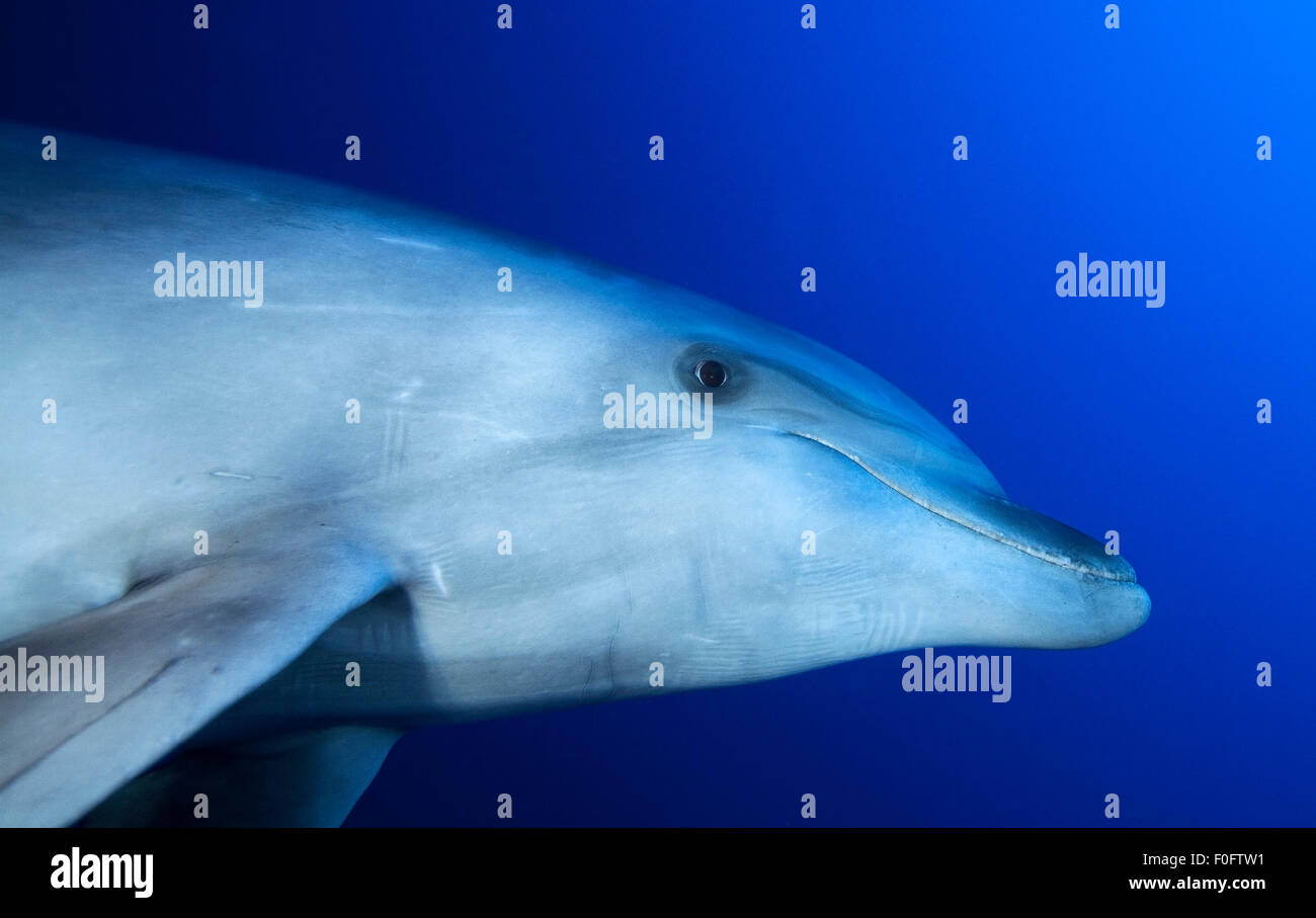 Vista ravvicinata del naso di bottiglia di testa dei delfini Foto Stock