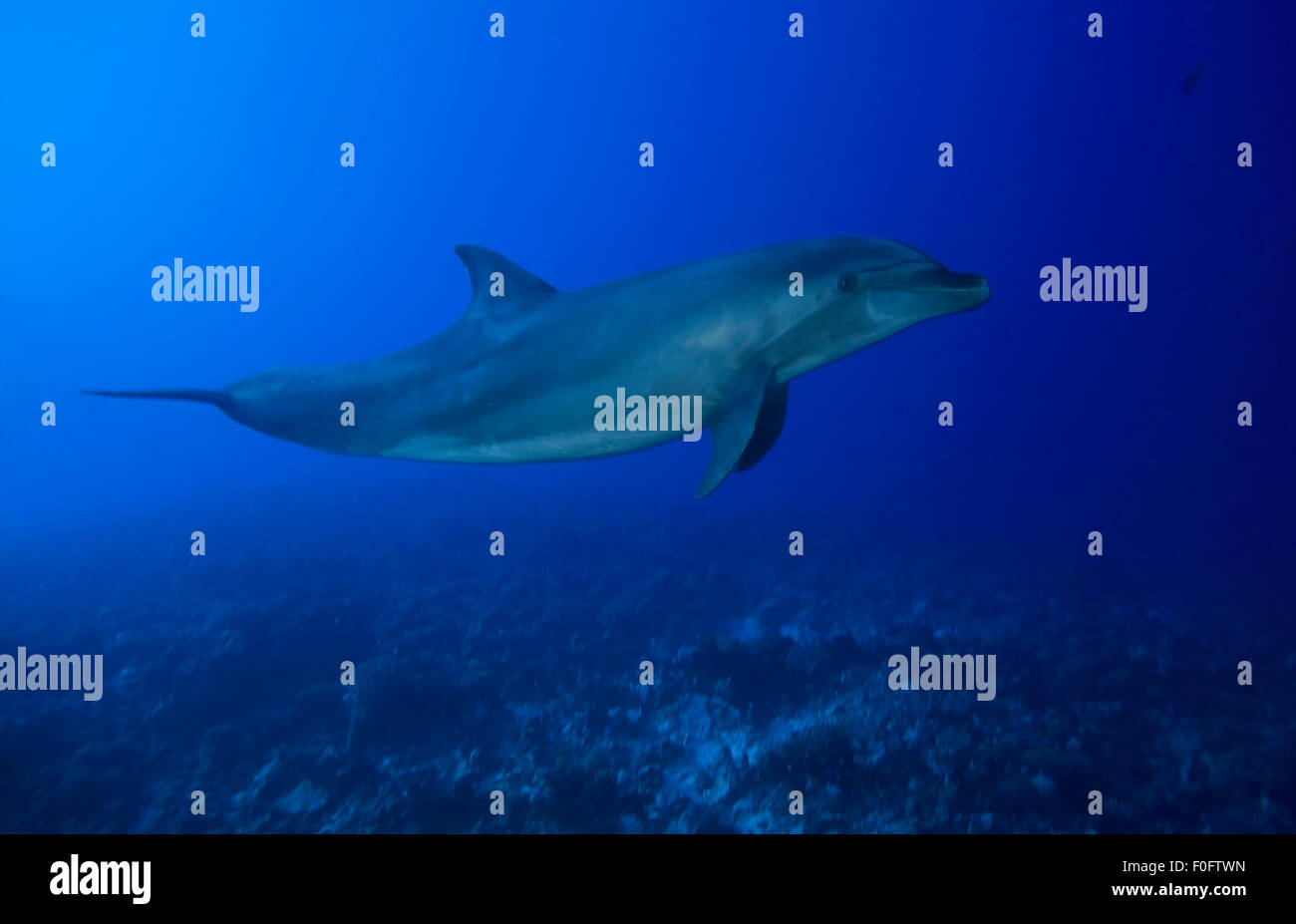 Naso di Bottiglia di nuoto con i delfini in blu acqua chiara Foto Stock