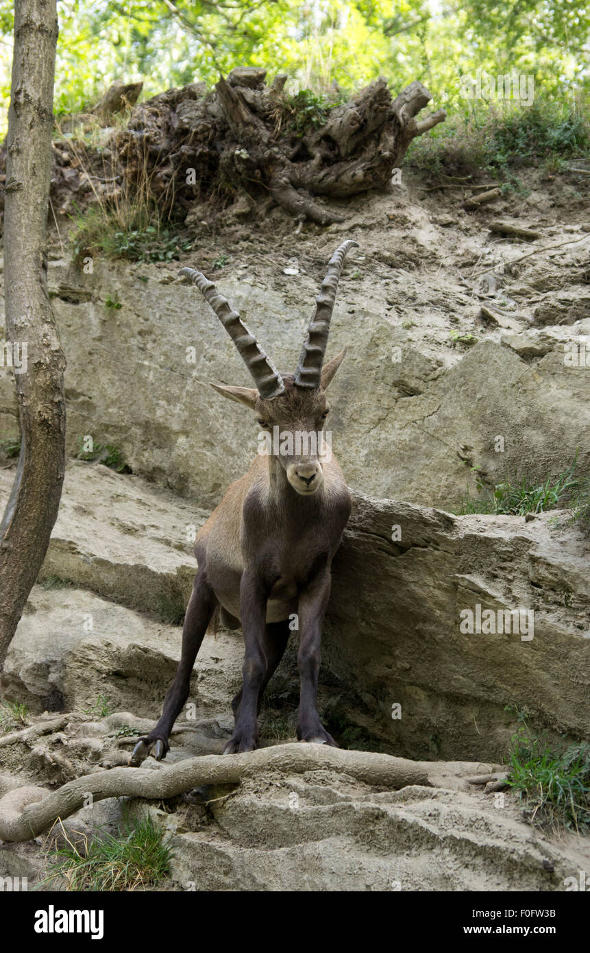 Ibex, italiano ibex, Stambecco delle Alpi, ibex closeup Foto Stock