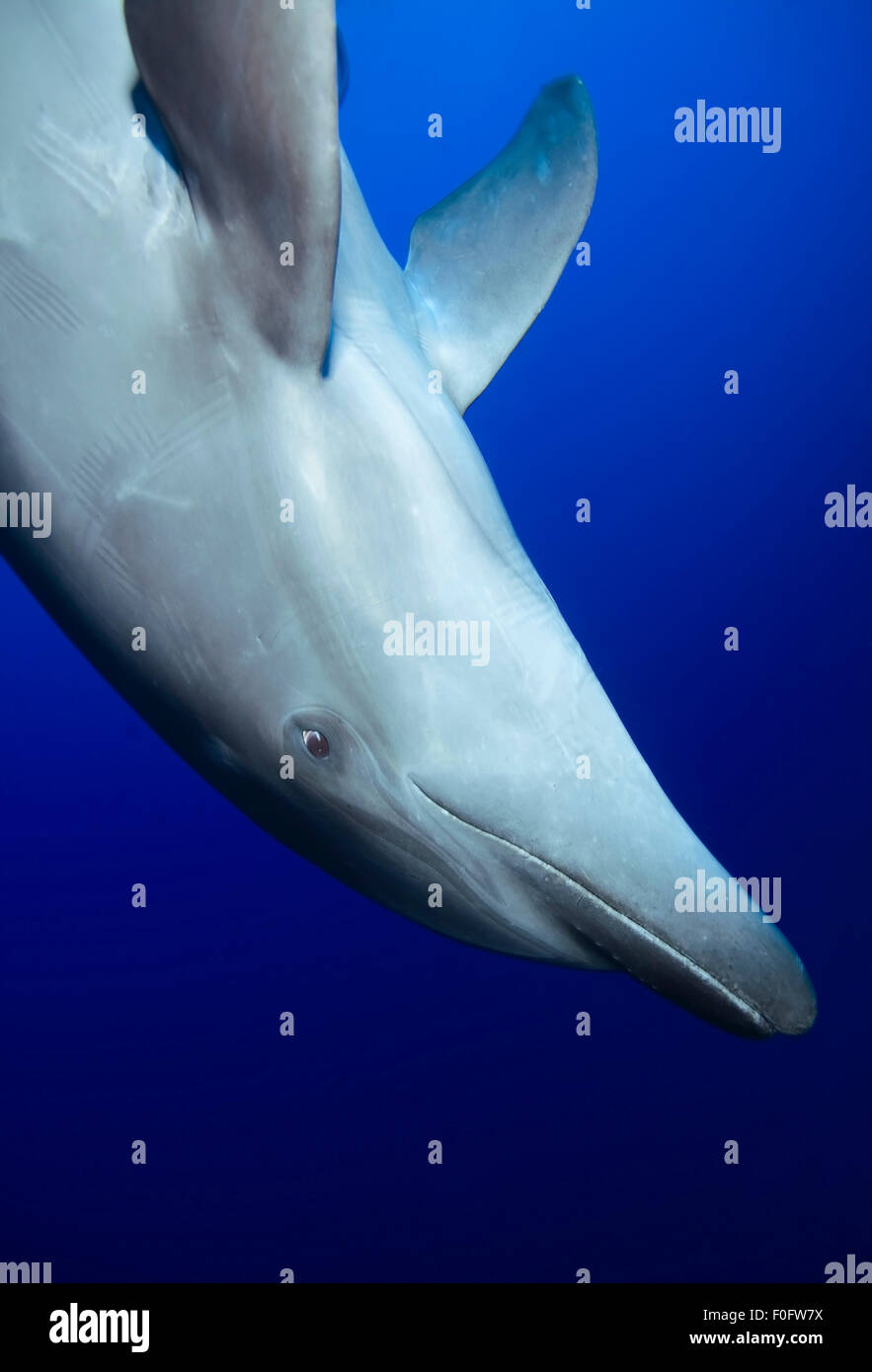 Vista ravvicinata del naso di bottiglia di nuoto con i delfini in acqua blu Foto Stock