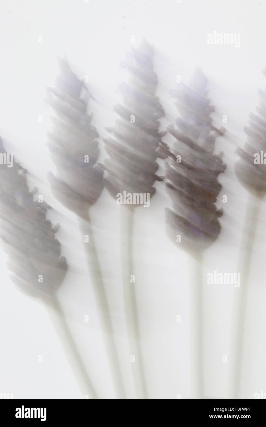 Motion Blur di lavanda contro uno sfondo bianco Foto Stock