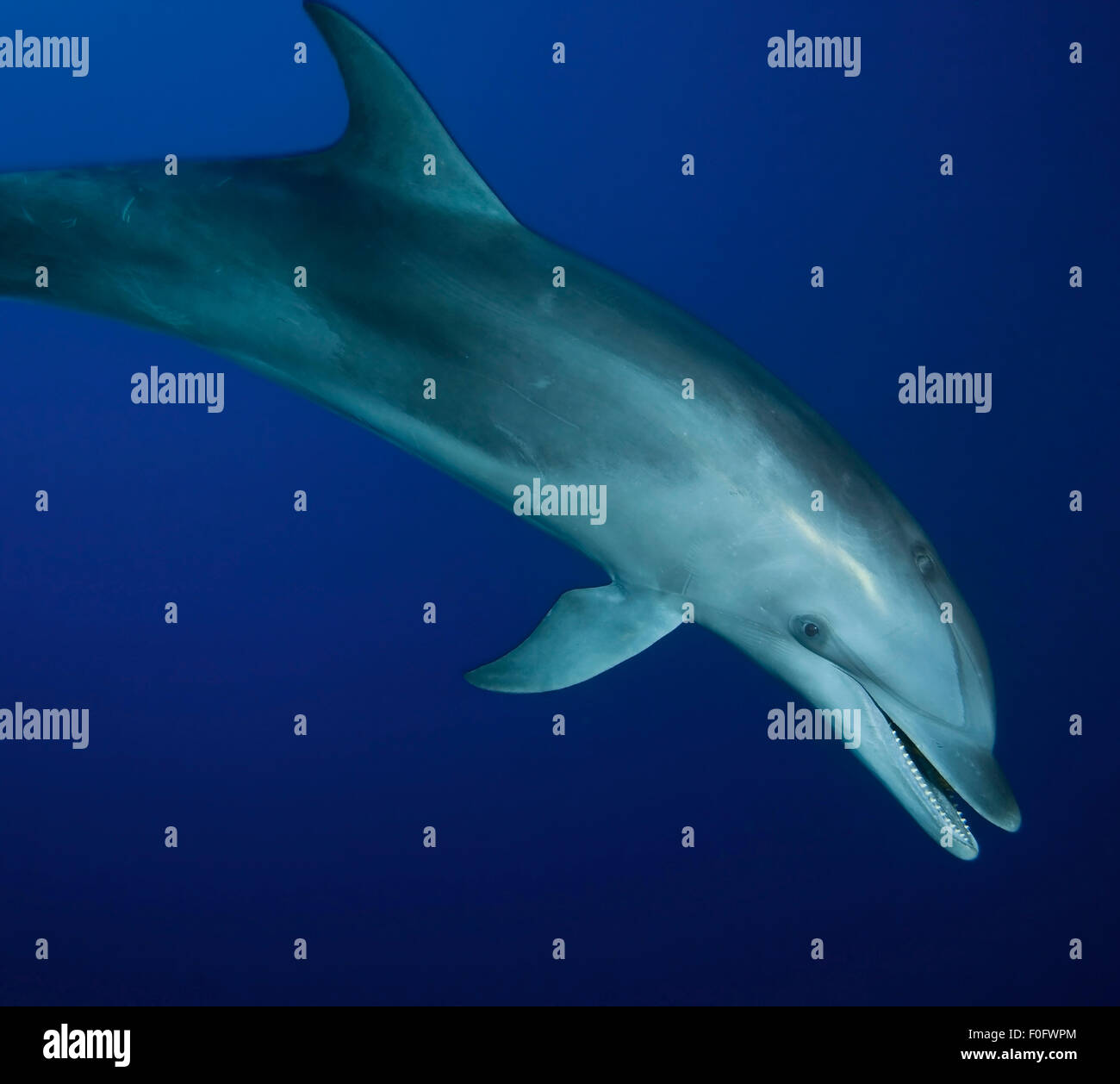 Naso di Bottiglia di nuoto con i delfini in acqua blu con bocca aperta Foto Stock