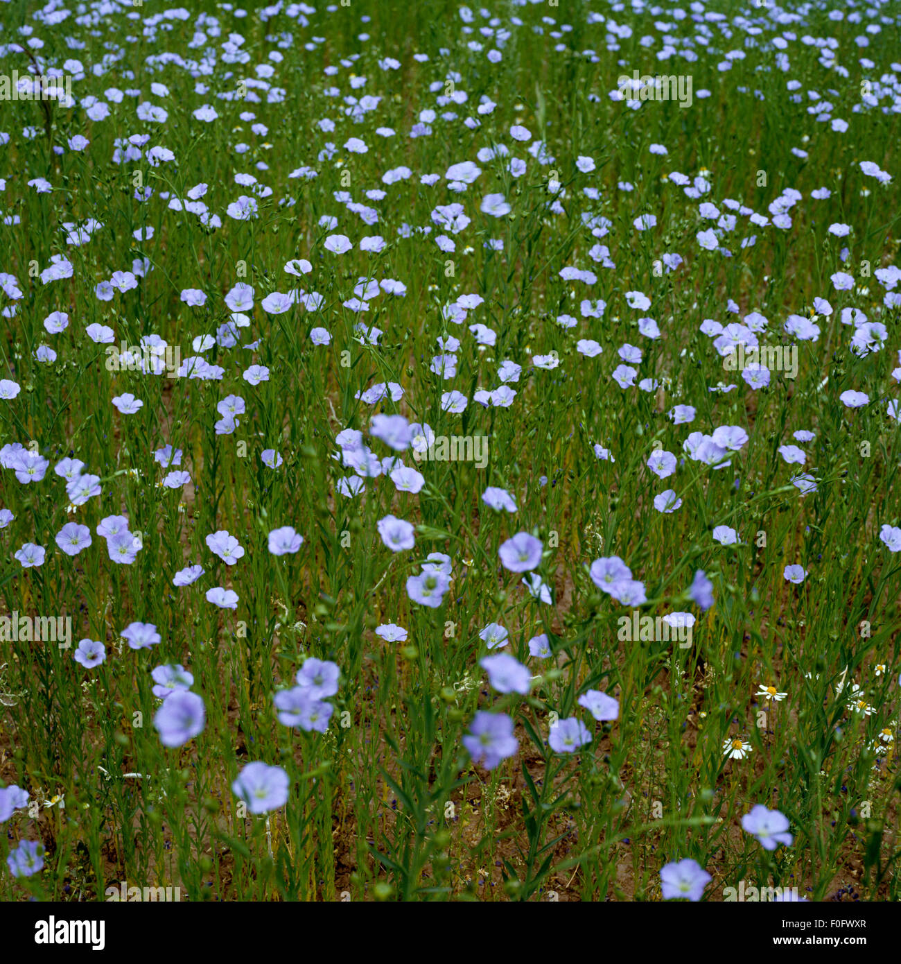 Lein, Linum perenne, Foto Stock