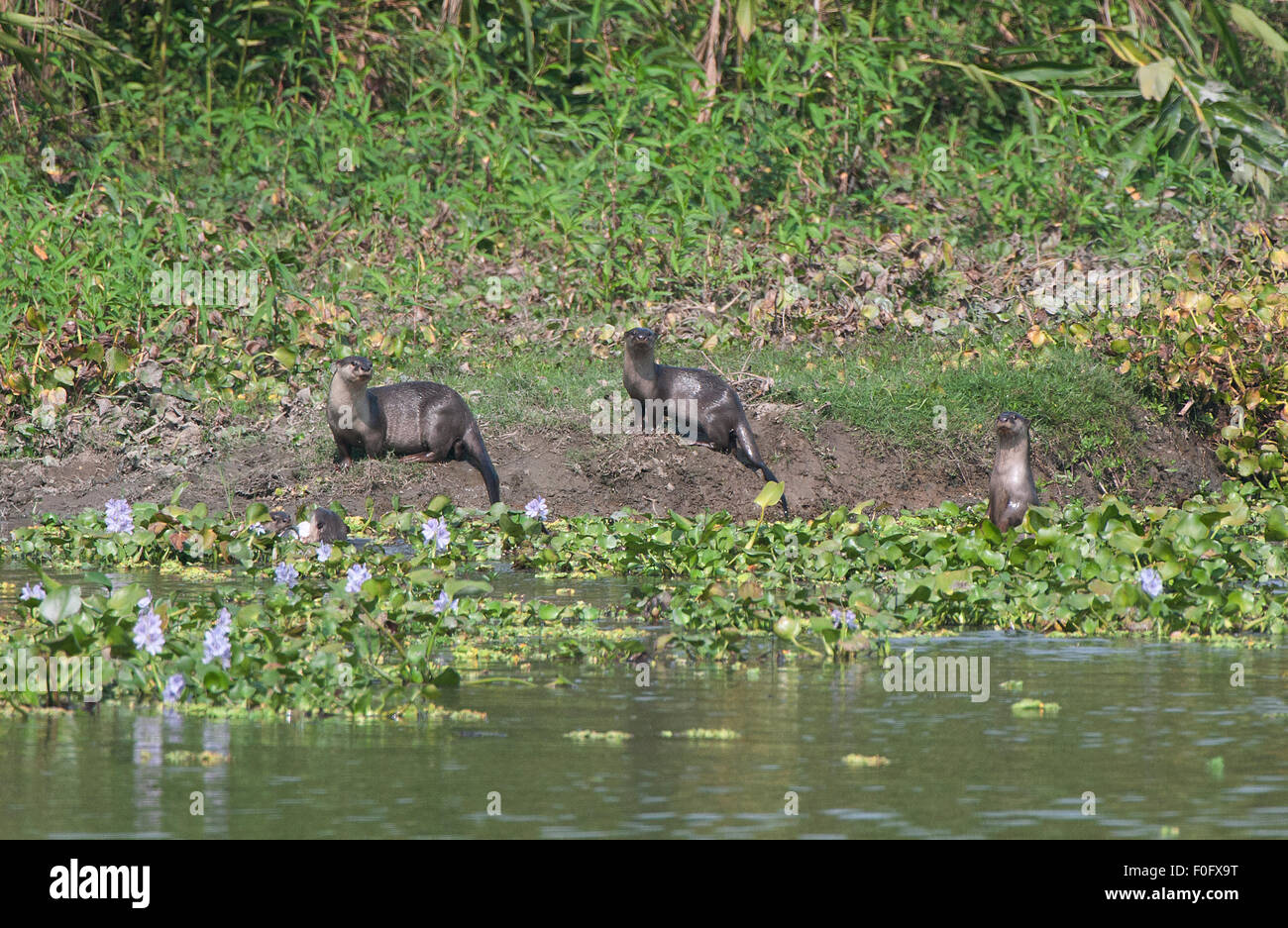 La foto è stata scattata nel parco nazionale di Kaziranga in India Foto Stock