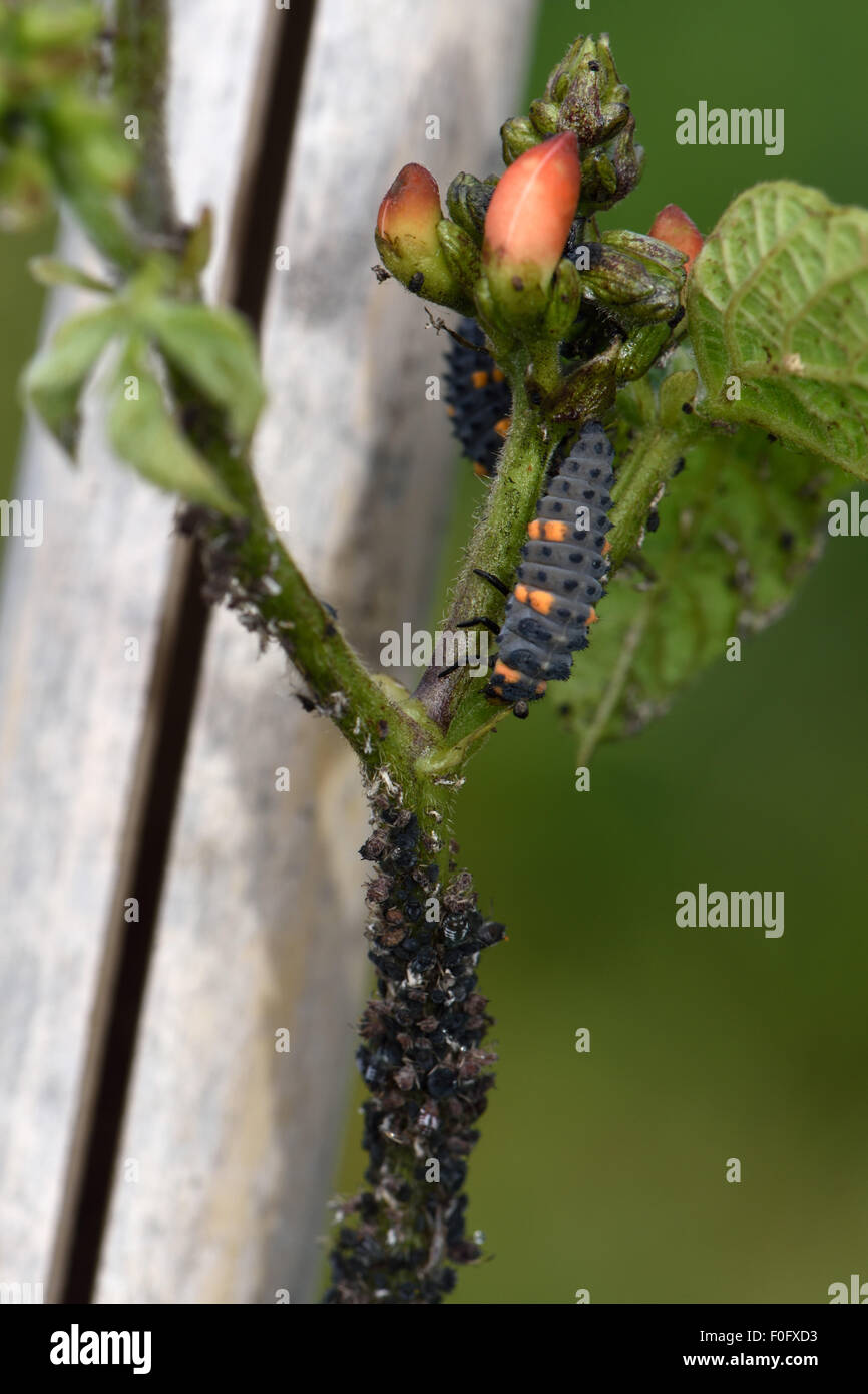 Larva di Ladybird in sette punti, predatore di Coccinella settempunctata con afidi di fagiolo nero su un gambo di fagiolo con germogli di fiori, Berkshire, luglio Foto Stock