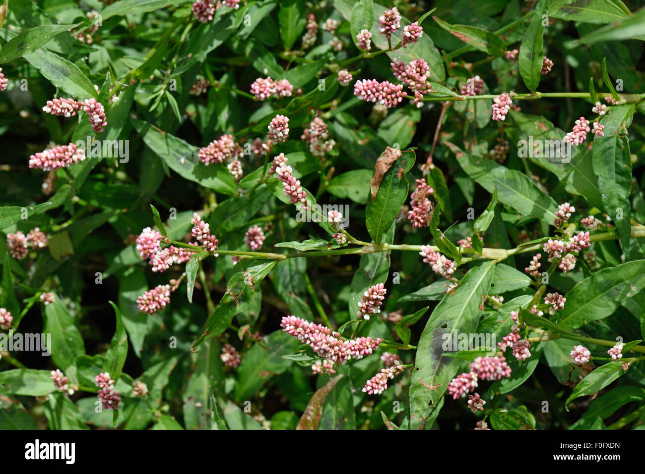 Redshank, Polygonum maculosa, fioritura annuale di erbaccia seminativi sulla massa di rifiuti, Berkshire, Agosto Foto Stock