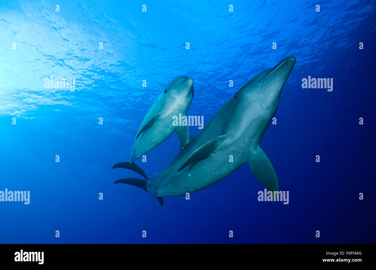 Paio di naso di bottiglia di nuoto con i delfini in acqua blu Foto Stock