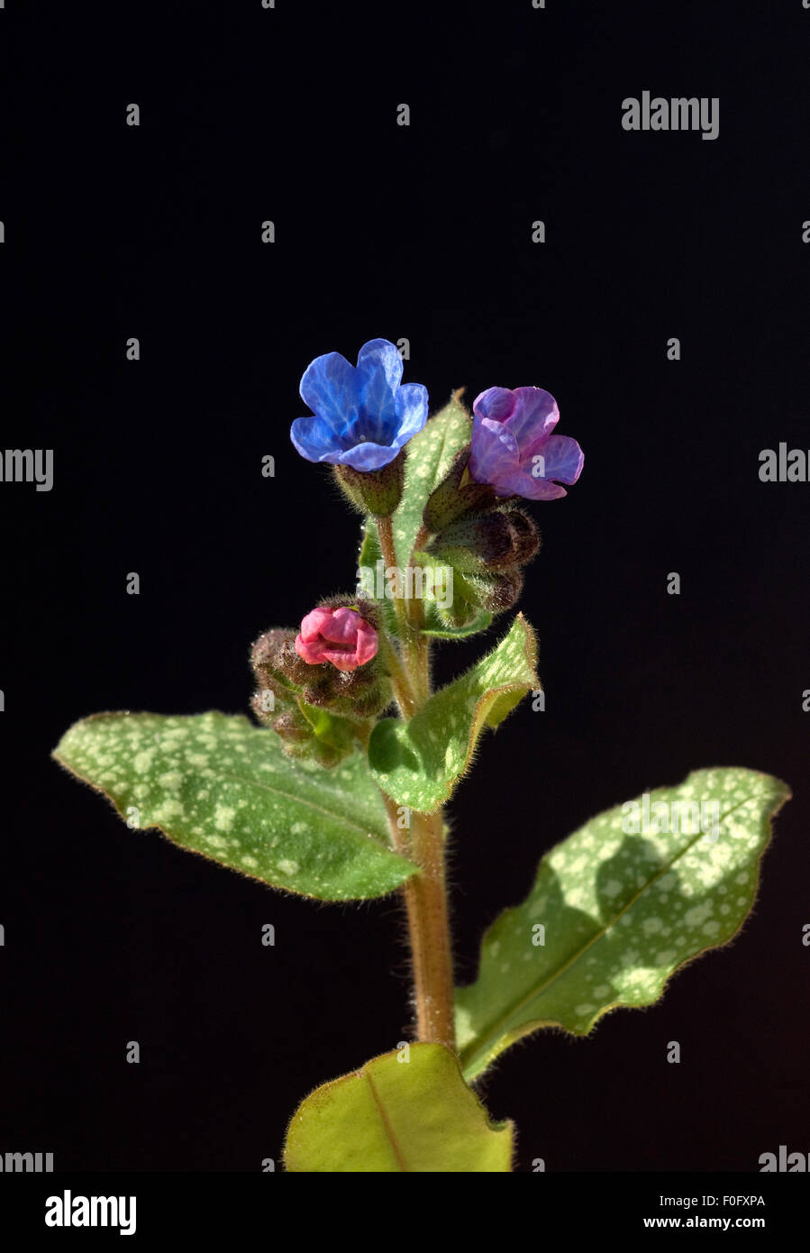 Geflecktes Lungenkraut; Foto Stock