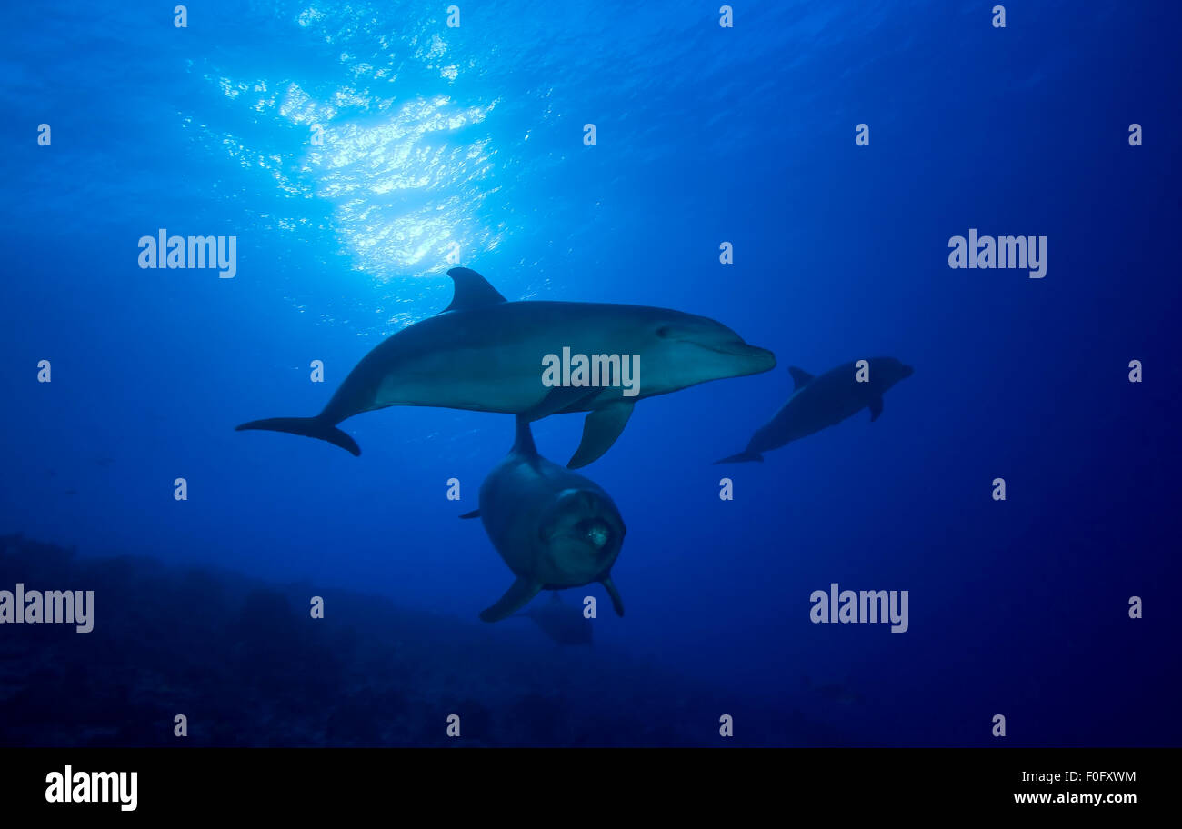 Piccolo gruppo di naso di bottiglia di nuoto con i delfini in acqua blu libera Foto Stock
