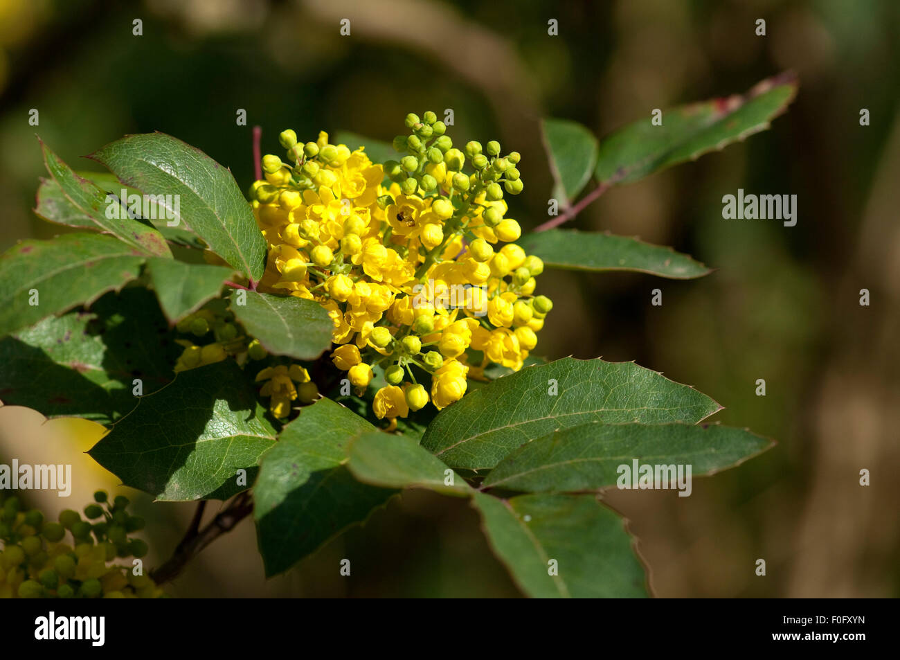 Mahonie;, Mahonia aquifolium; Foto Stock