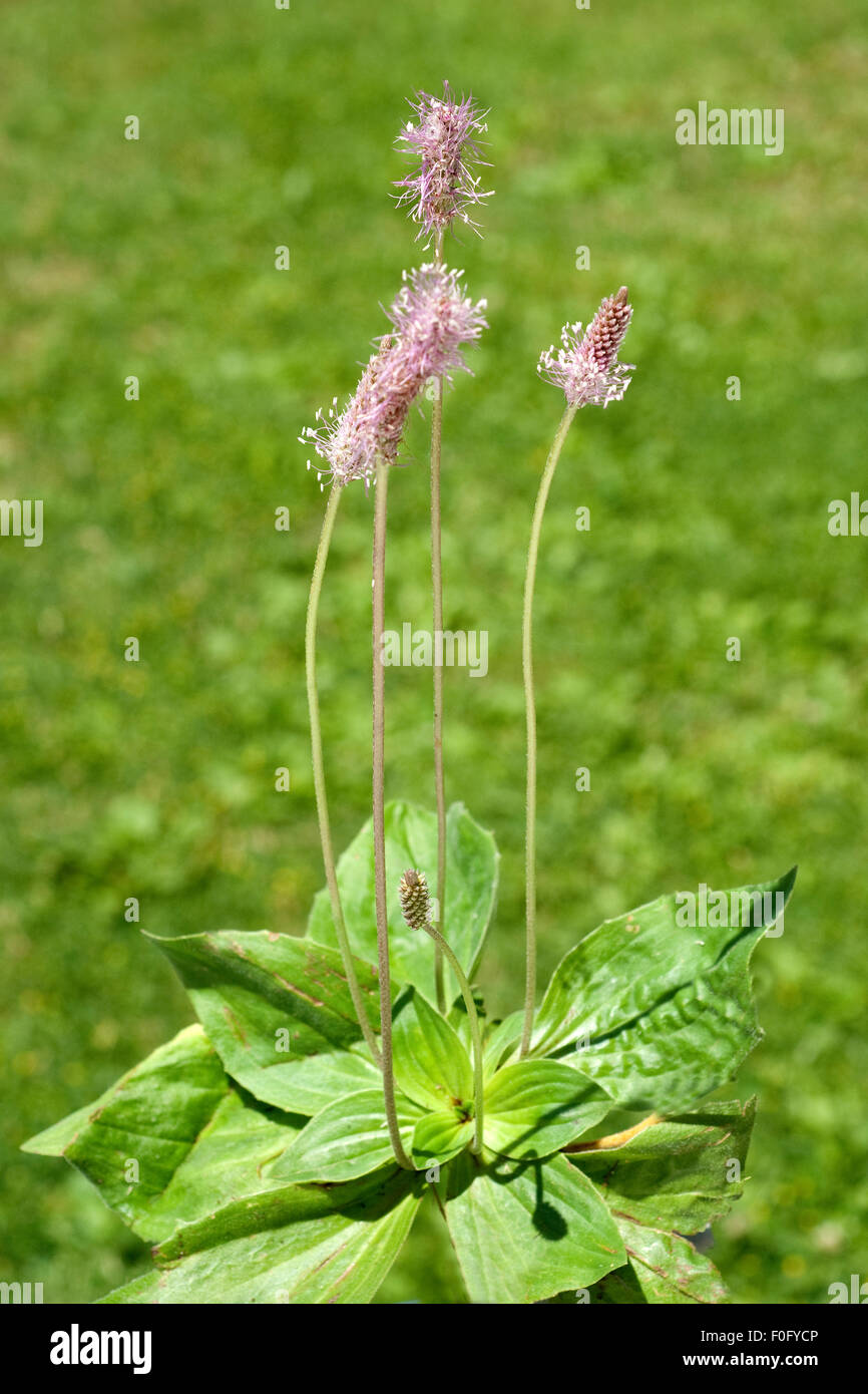 Mittlerer, Wegerich, planzago, media, Foto Stock