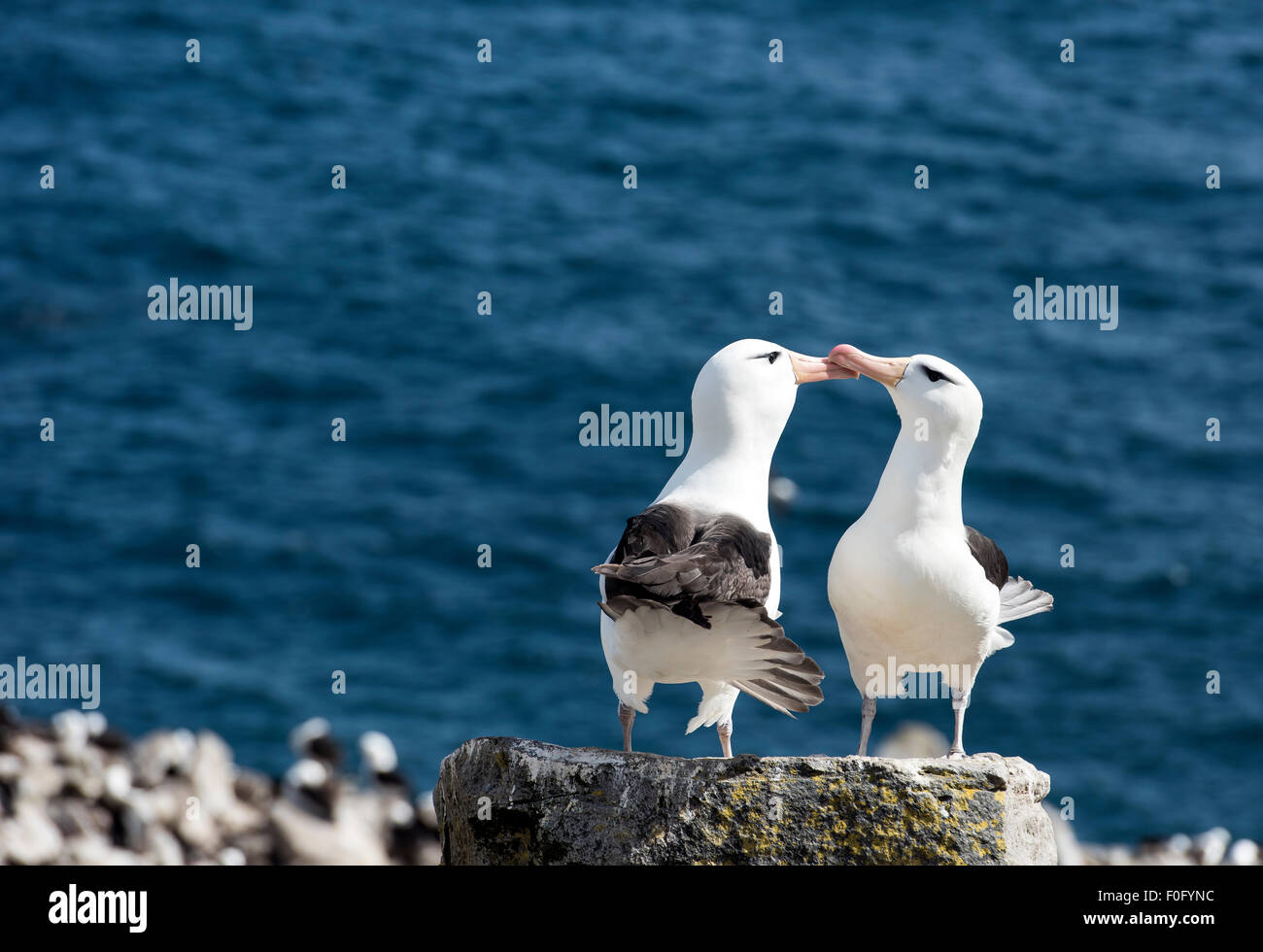 Adulto nero-browed albatross corteggiamento su roccia a Colonia West Point Island Isole Falkland Foto Stock