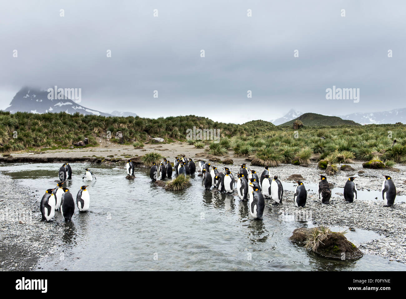 Re pinguini a Colonia Salisbury Plain Georgia del Sud Foto Stock