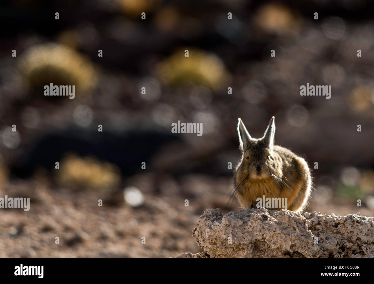 Mountain vizcacha su roccia Dali e il deserto della Bolivia America del Sud Foto Stock