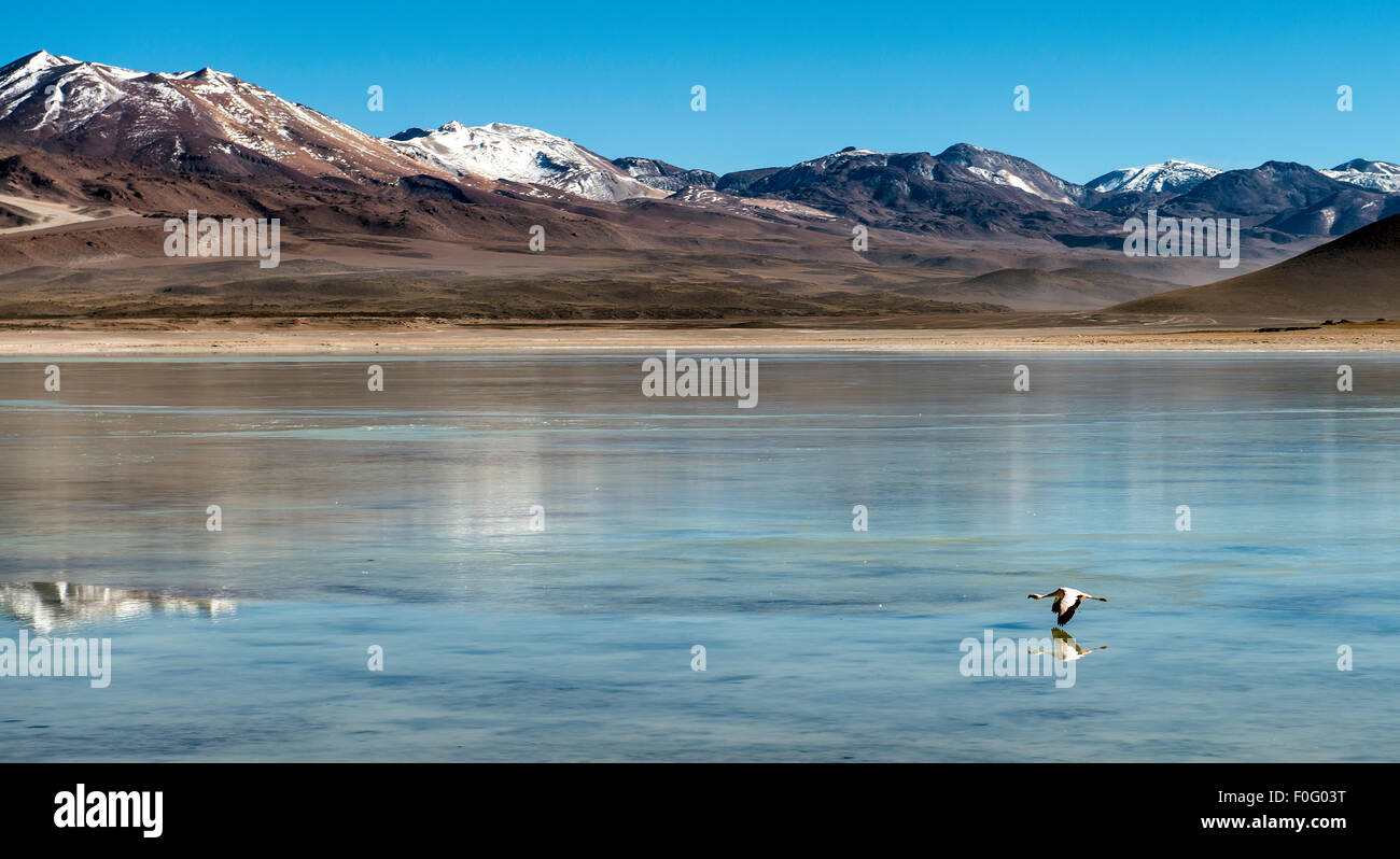 Flamingo in volo Laguna Bianca Bolivia America del Sud Foto Stock