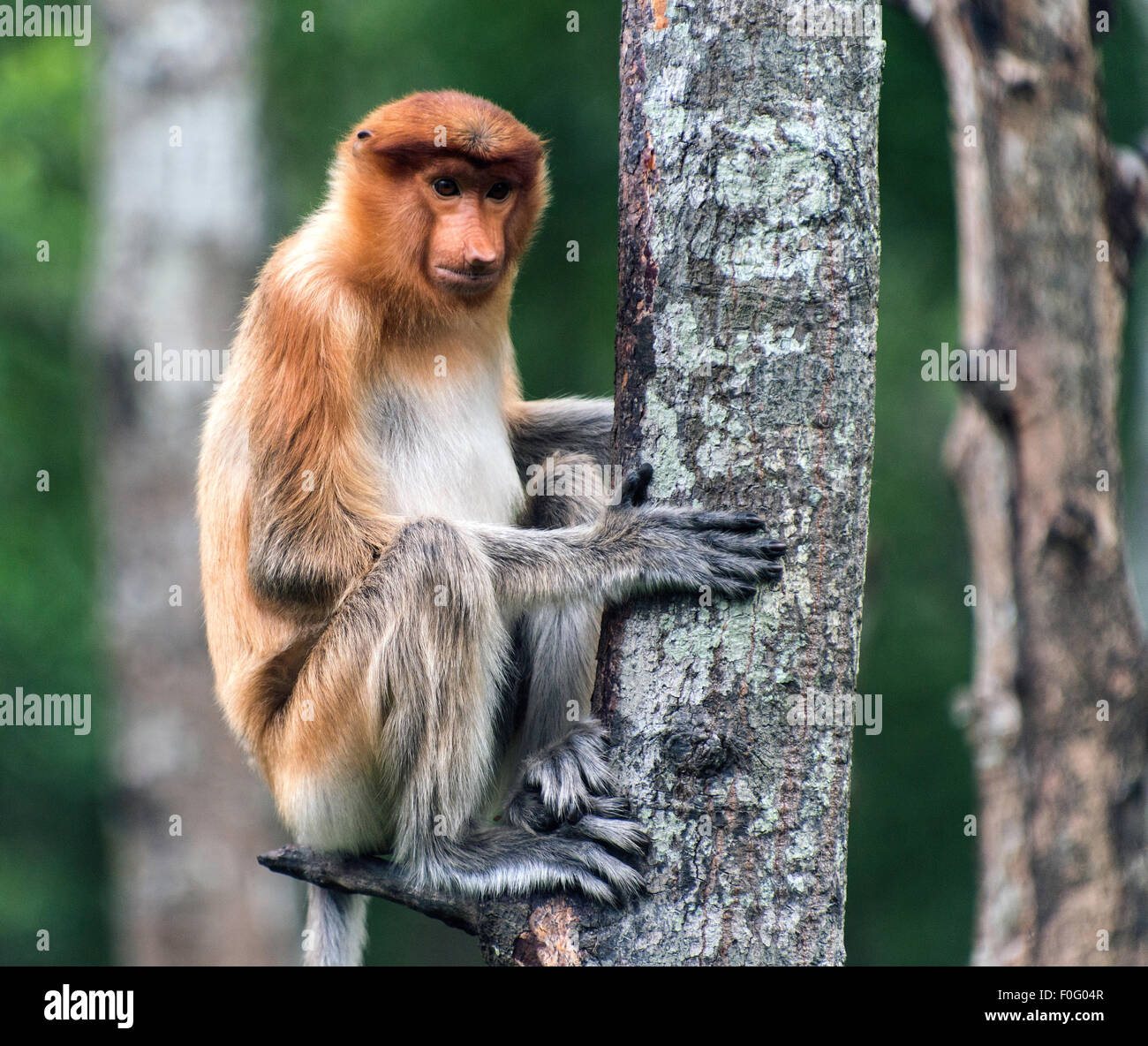 Femmina adulta proboscide di scimmia o a becco lungo seduta di scimmia su albero Labuk Bay santuario Sabah Borneo Malese Foto Stock