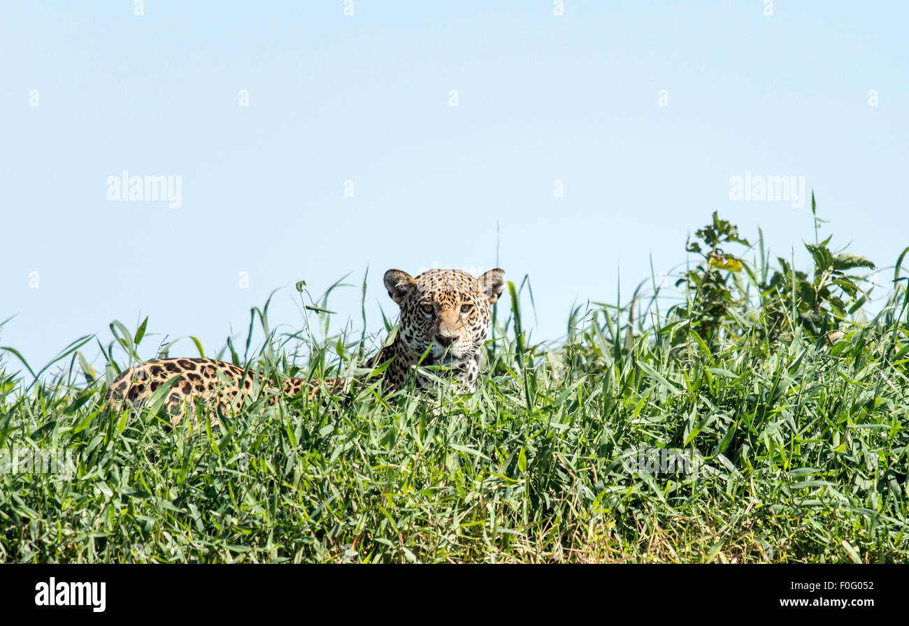 Adulto jaguar da tre fratelli fiume Pantanal del Mato Grosso del Brasile Foto Stock