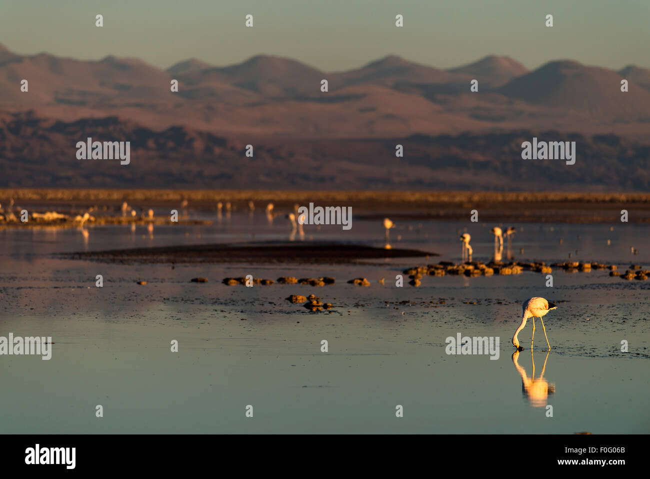 Fenicotteri rosa alimentazione dalla laguna con le montagne sullo sfondo San Pedro de Atacama cile america del sud Foto Stock