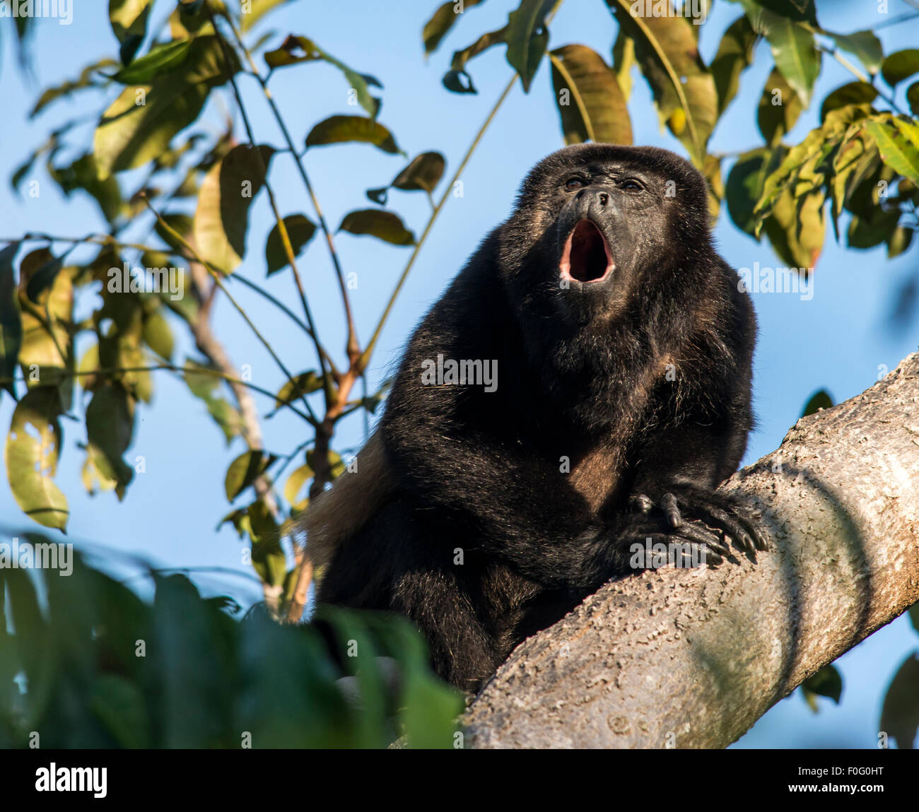 Adulto mantled scimmia urlatrice ululati su albero Monteverde Costa Rica Foto Stock