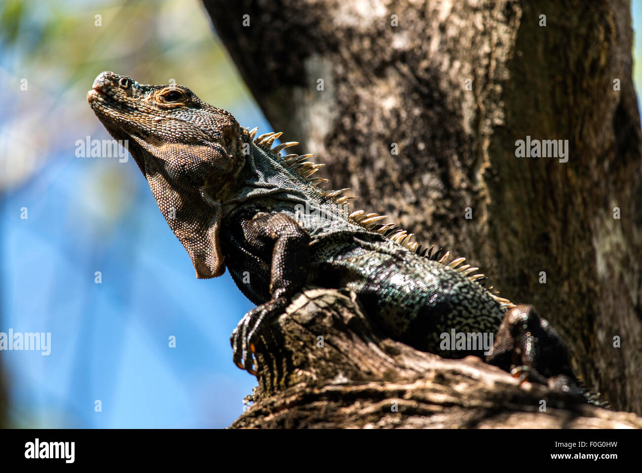 Iguana nero sulla struttura ad albero sul Parco Nazionale di Manuel Antonio Costa Rica Foto Stock