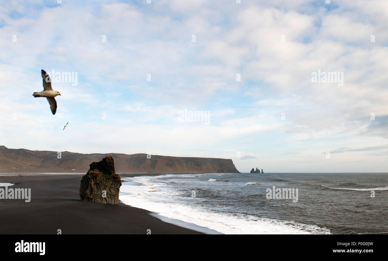 Dyrholaey cape spiaggia nera con uccello volare attraverso il sud dell'Islanda Foto Stock