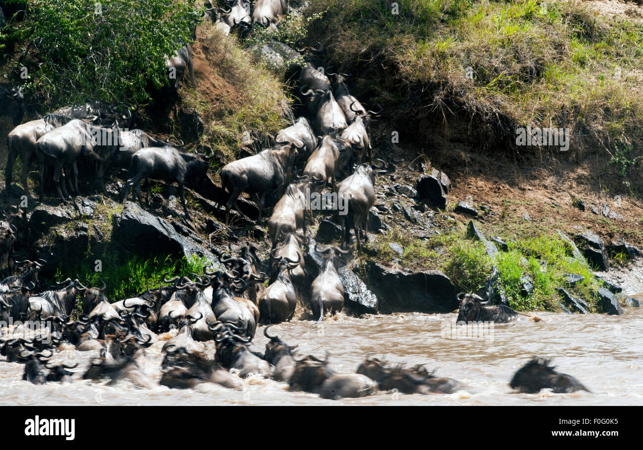 Allevamento di blu o wildebeests comune attraversando il fiume Mara Riserva Nazionale di Masai Mara Kenya Africa Foto Stock