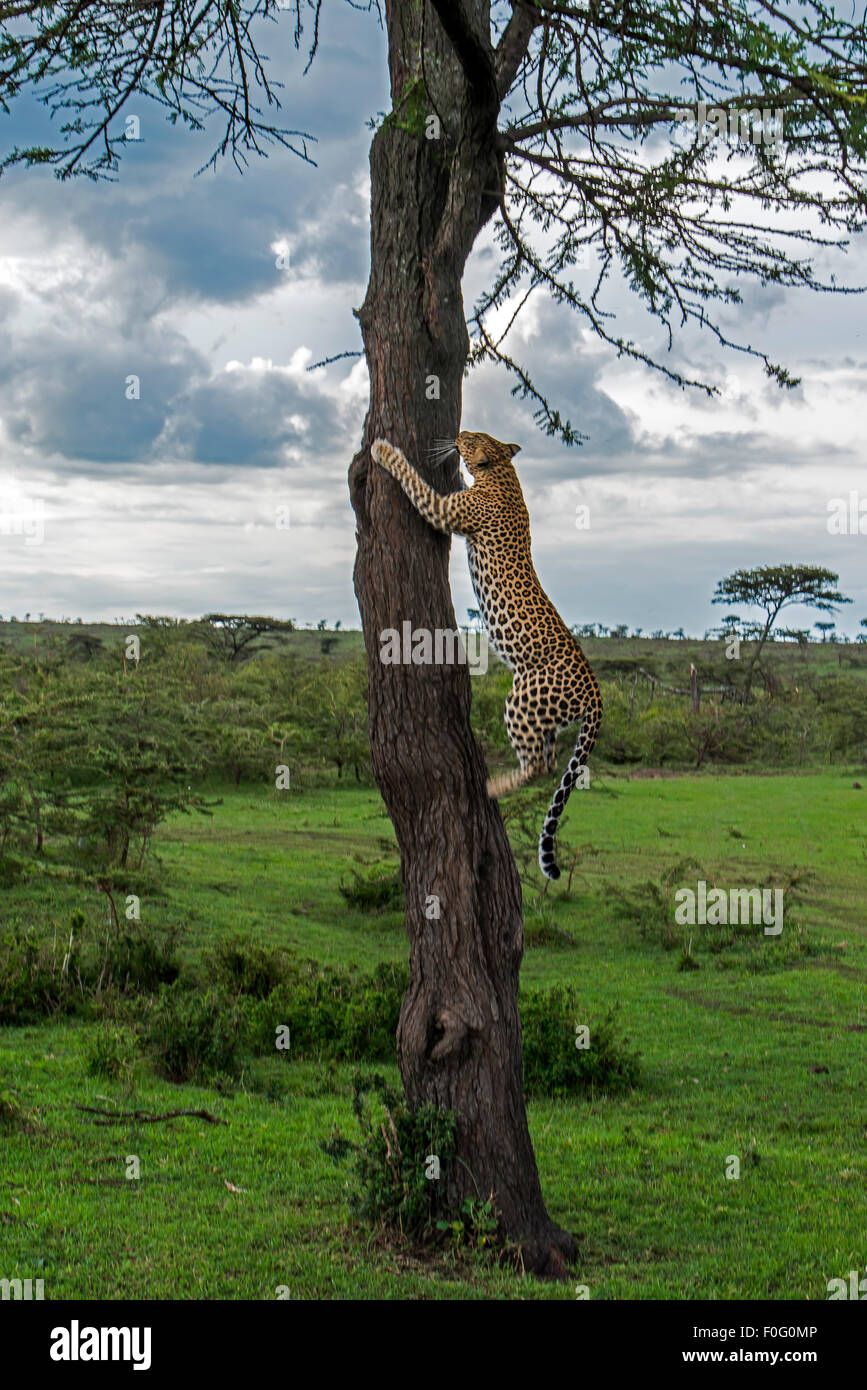 Femmina adulta leopard arrampicarsi sugli alberi zona di Olare Orok conservancy Kenya Africa Foto Stock