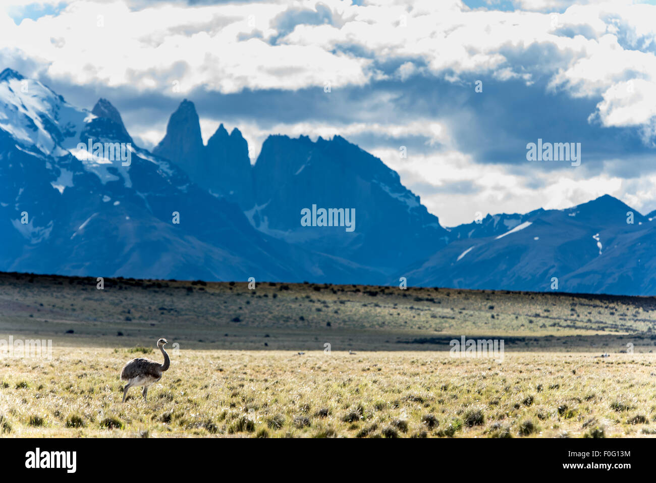 Darwin's rhea con Torres del Paine torri dello sfondo Parco Nazionale Torres del Paine Patagonia Cilena Cile Foto Stock