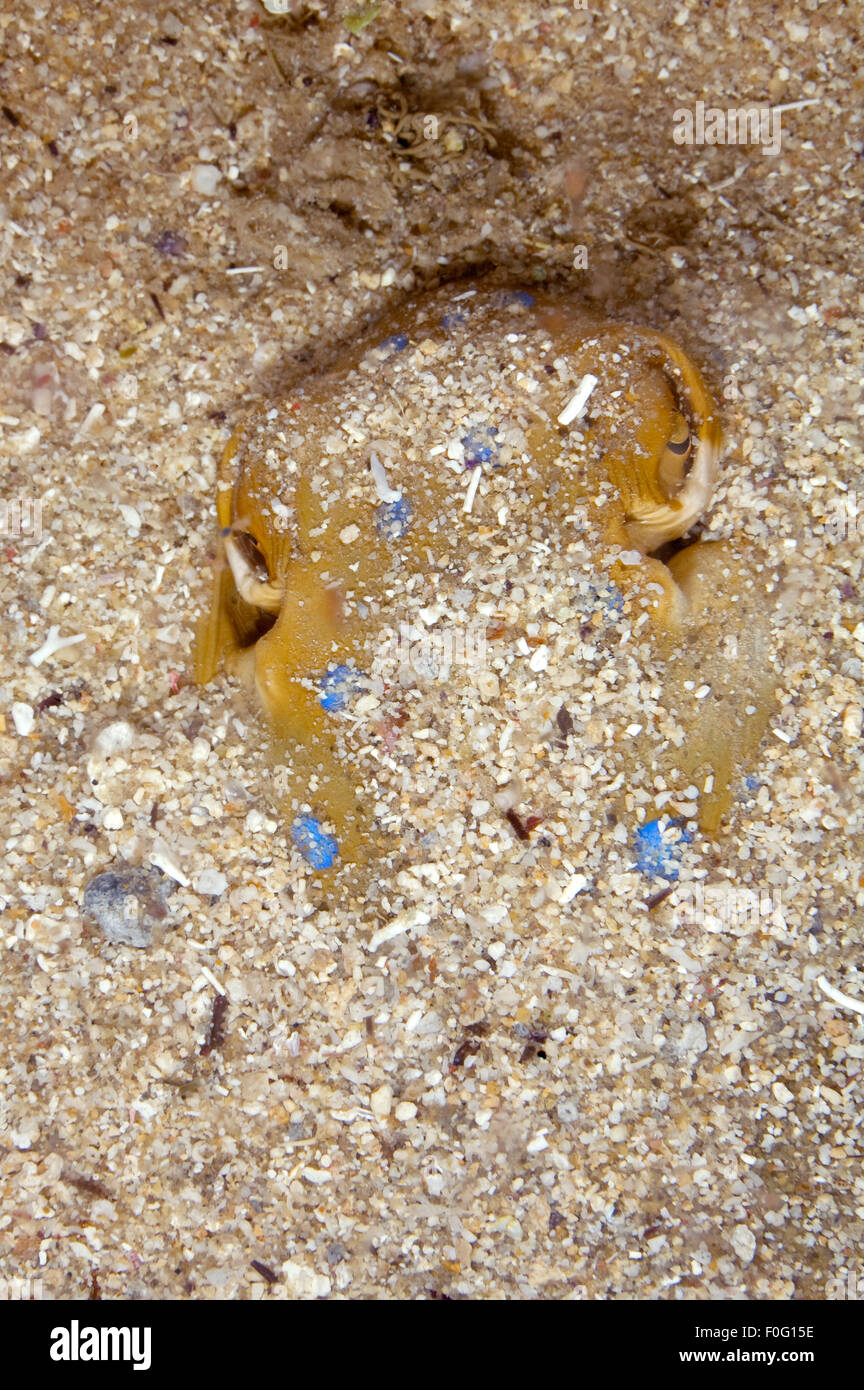 Vista ravvicinata di BLUE SPOTTED RAY EYS sulla sabbia Foto Stock