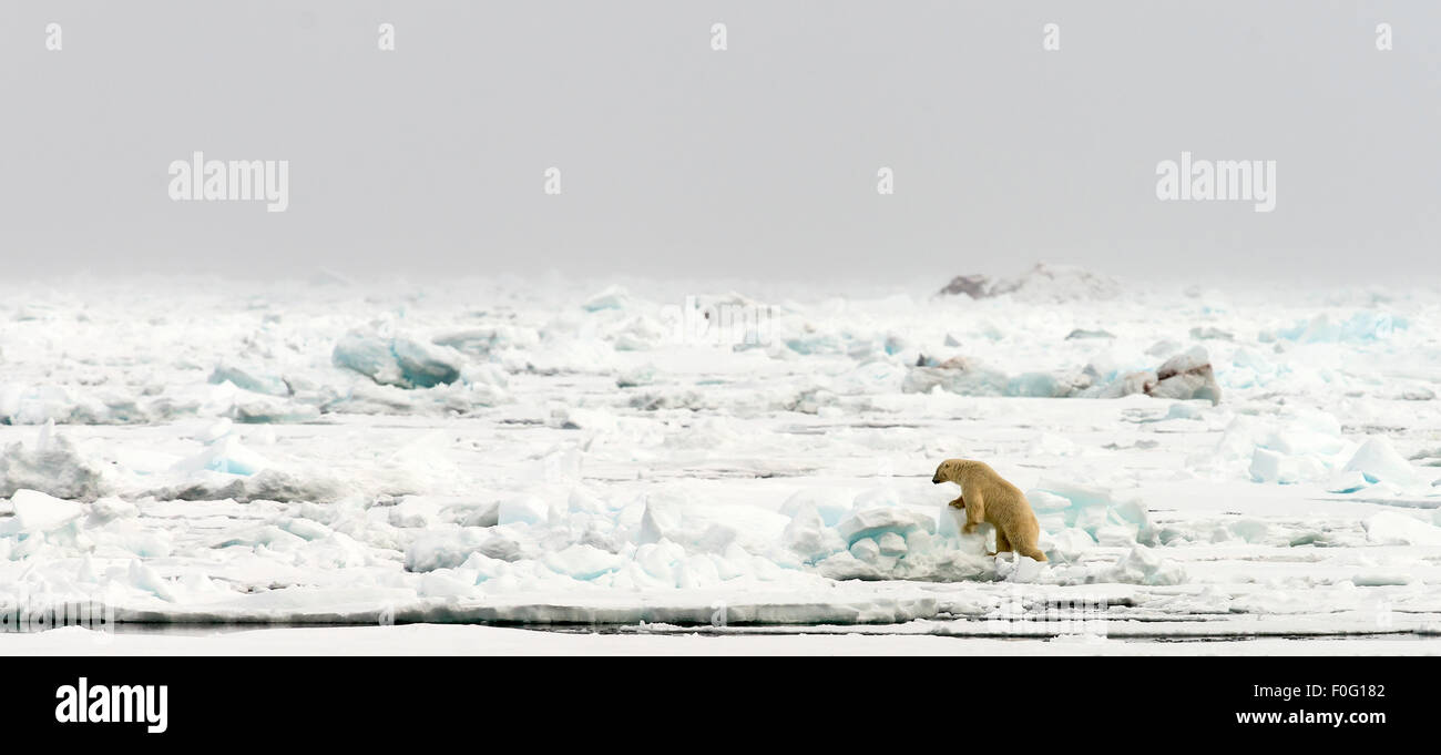 Orso polare camminando sulla banchisa Svalbard Spitsbergen Norvegia Circolo Polare Artico Scandinavia Foto Stock