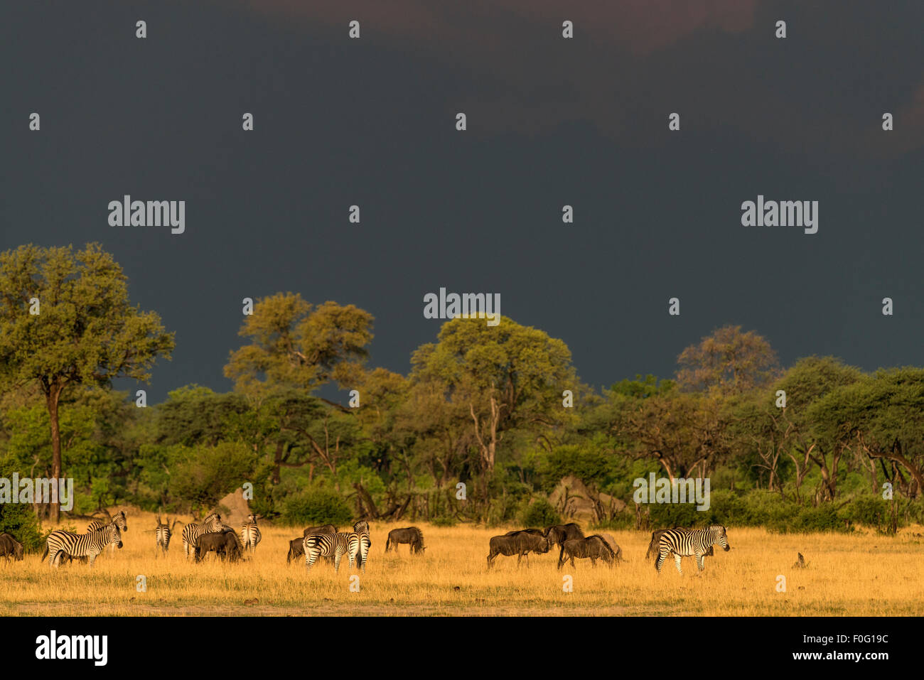 Allevamento di animali al pascolo Parco Nazionale di Hwange Zimbabwe Africa Foto Stock