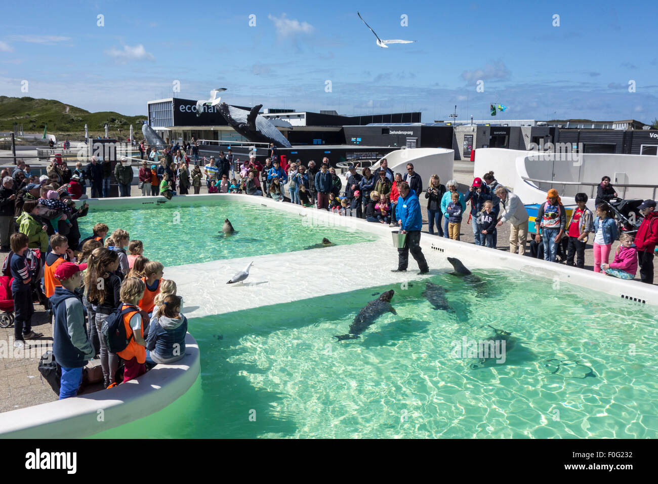 Caregiver di animali malati alimentazione guarnizioni a Ecomare, guarnizione santuario e centro per la natura e la vita marina in Texel, Paesi Bassi Foto Stock