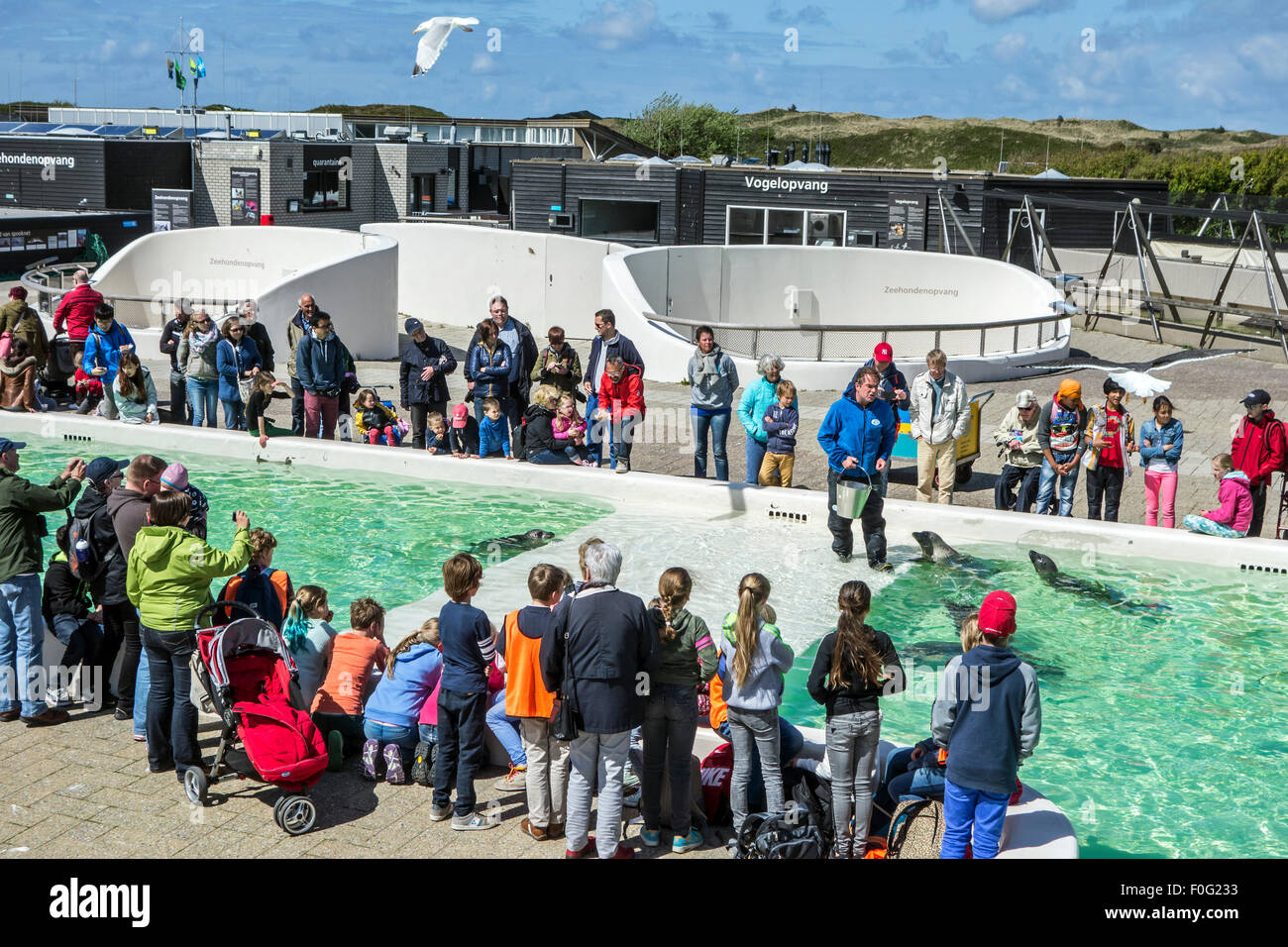 Caregiver di animali malati alimentazione guarnizioni a Ecomare, guarnizione santuario e centro per la natura e la vita marina in Texel, Paesi Bassi Foto Stock