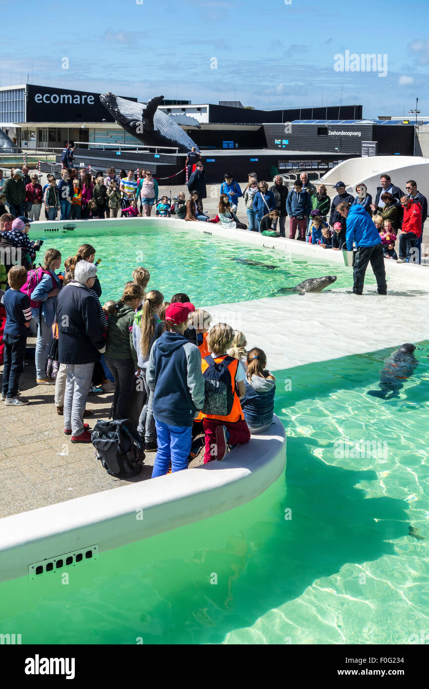 Caregiver di animali malati alimentazione guarnizioni a Ecomare, guarnizione santuario e centro per la natura e la vita marina in Texel, Paesi Bassi Foto Stock