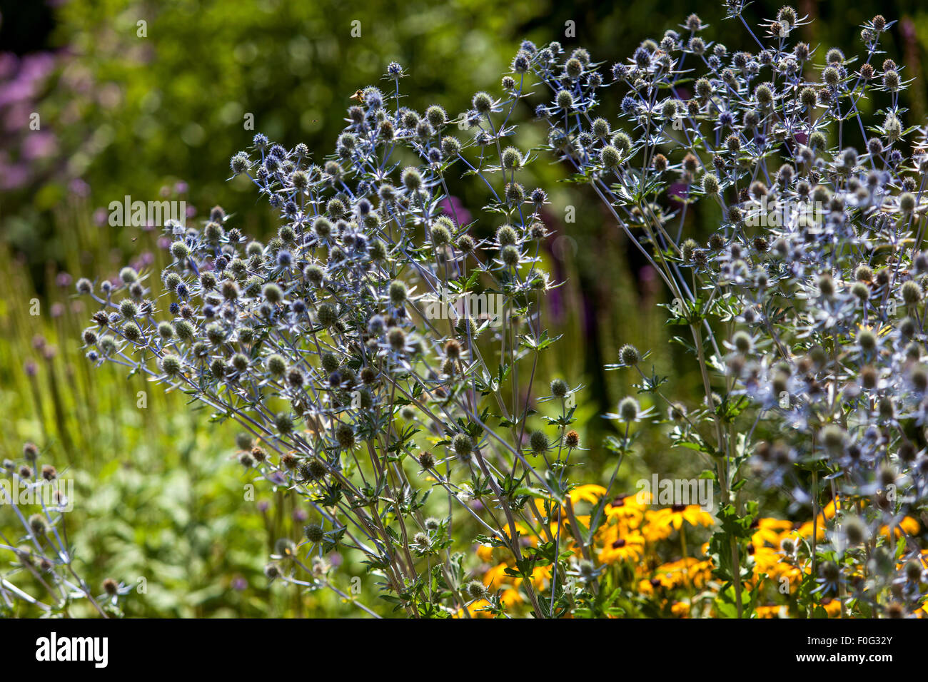 Mare holly, Eryngium tripartitum, giardino letto floreale Foto Stock