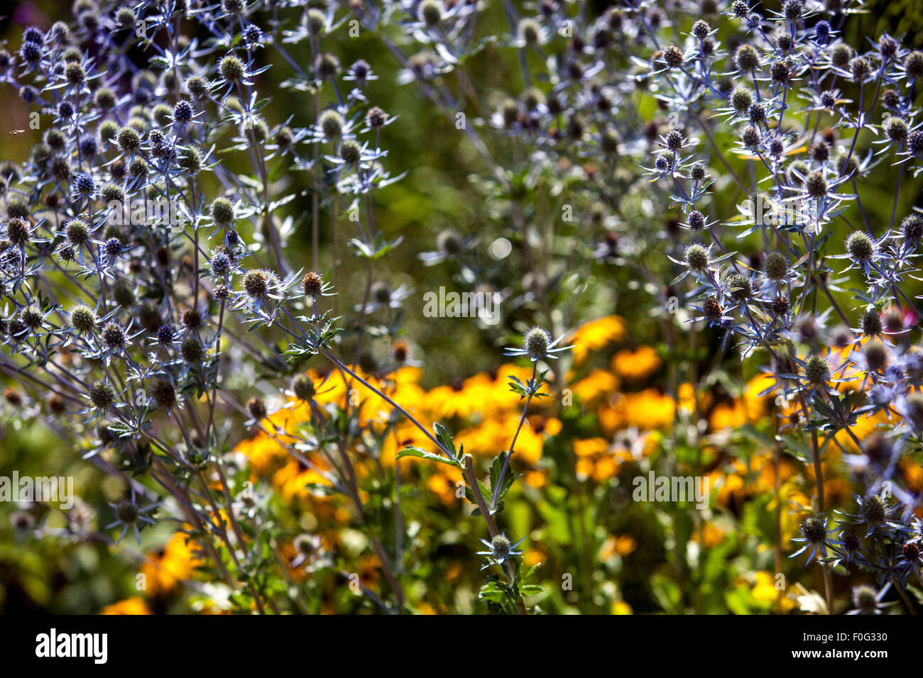 Aguglio di mare, Eryngium tripartitum, giardino letto di fiori agosto Foto Stock
