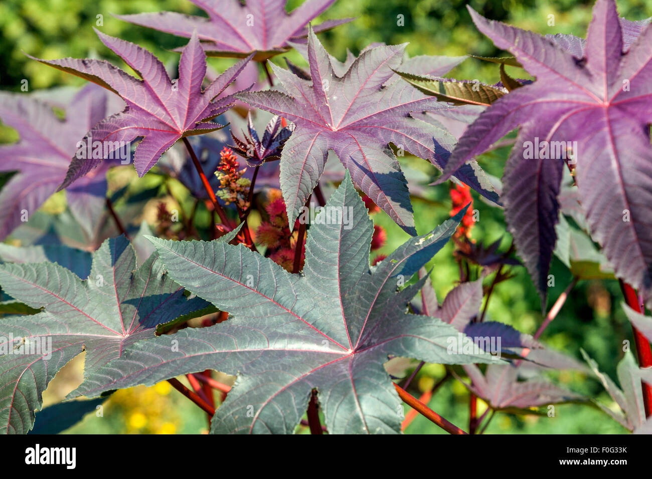 Olio di ricino, Ricinus communis, foglie, pianta velenosa Foto Stock