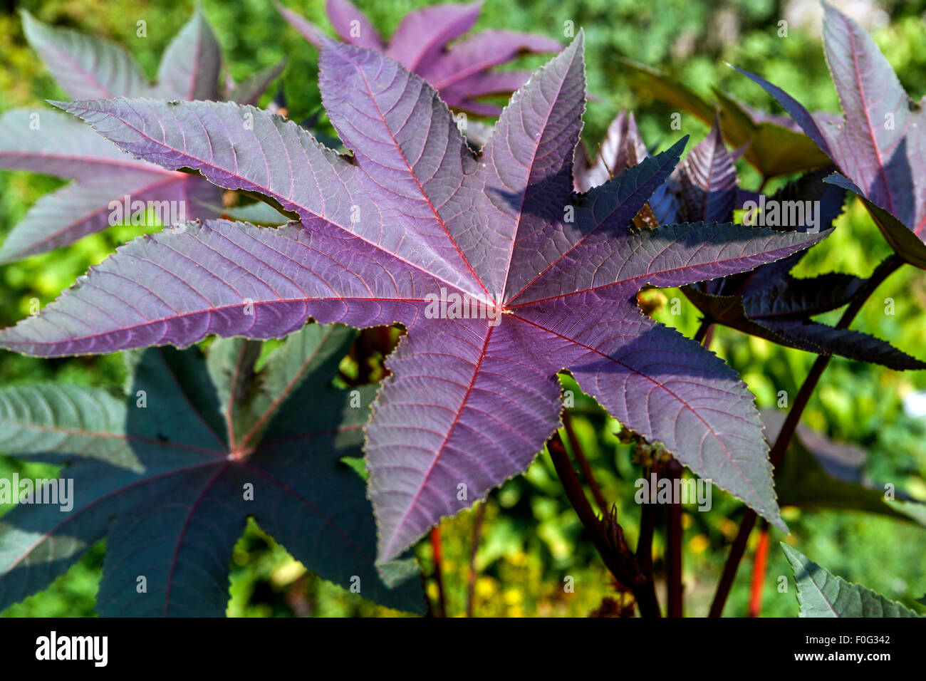 Olio di ricino, Ricinus communis, foglie, pianta velenosa Foto Stock