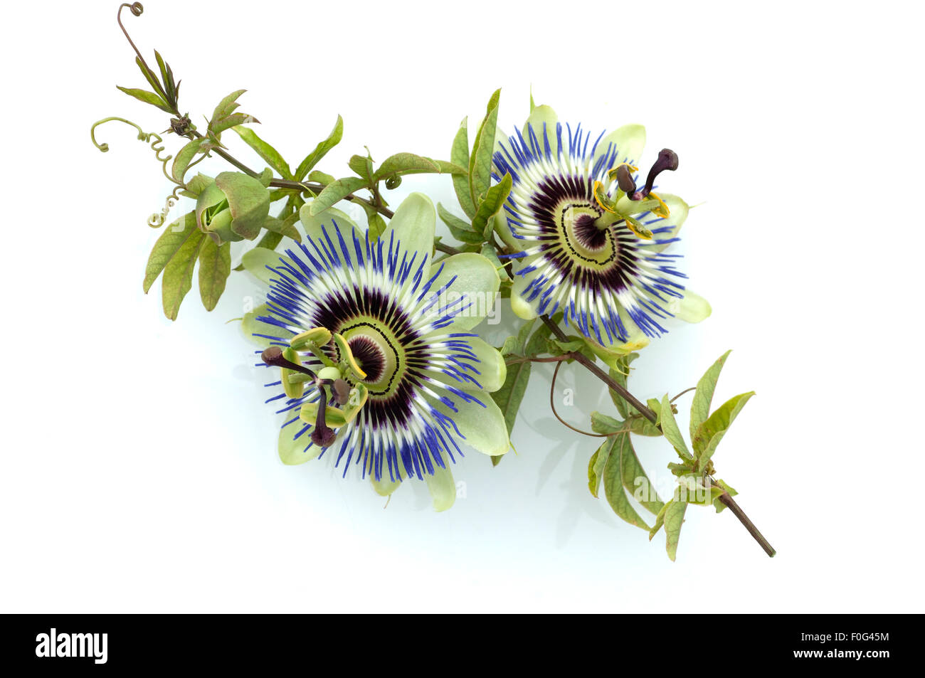 Passionsblume, Passiflora caerulea Foto Stock