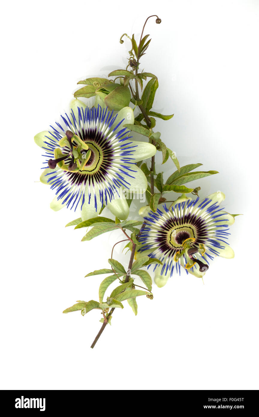 Passionsblume, Passiflora caerulea Foto Stock