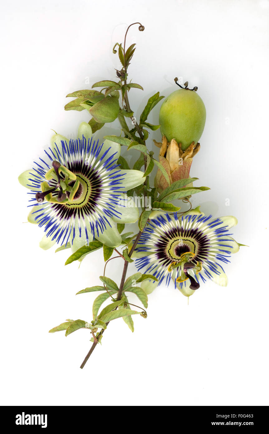 Passionsblume, Passiflora caerulea Foto Stock