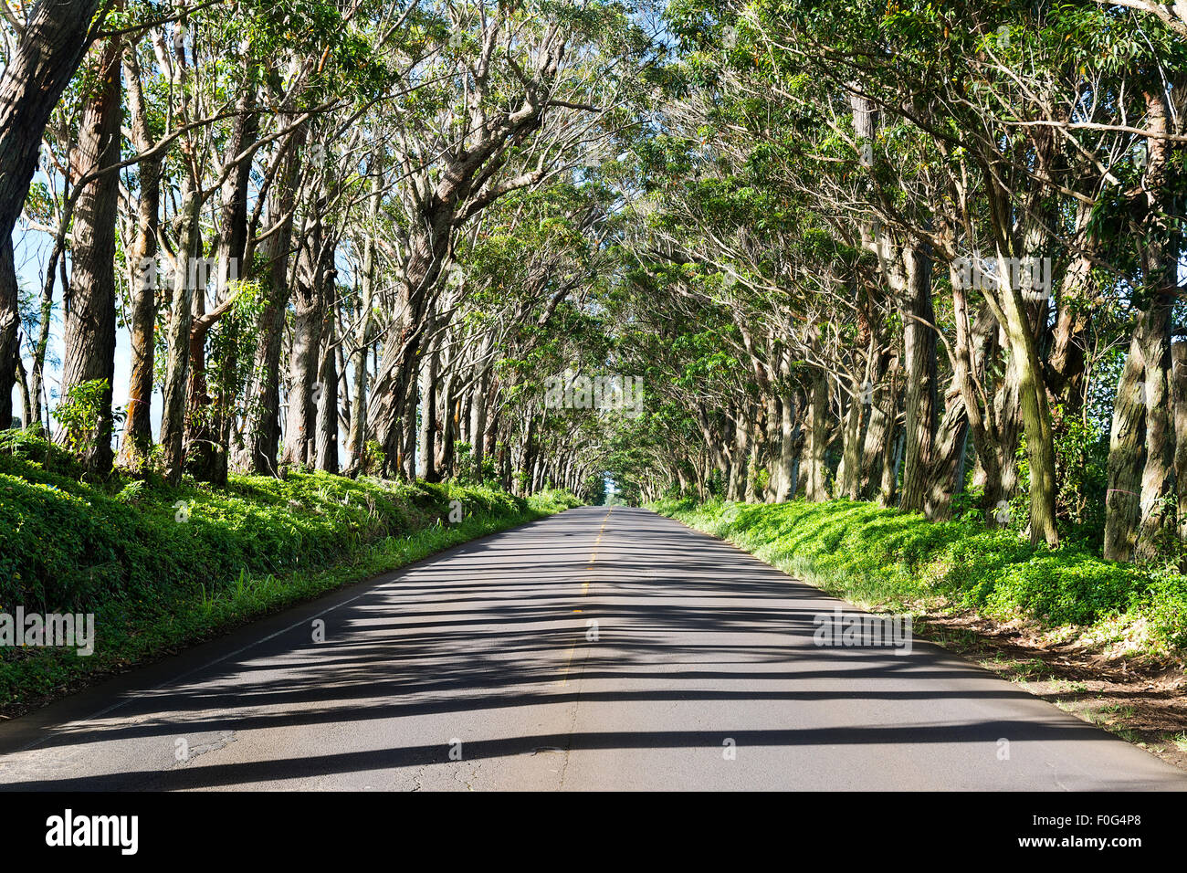 Un famoso punto di riferimento in Kauai Hawaii è un lungo tunnel di alberi in una zona rurale dell'isola. Foto Stock