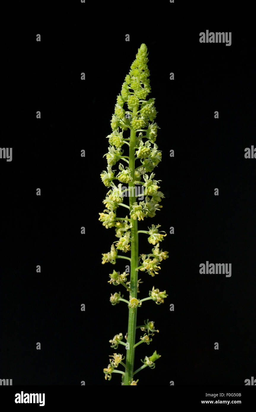 Reseda; Resede; Faerber-Reseda; Faerber-Resede; Faerber-Wau; Reseda luteola, Heilpflanzen, - Foto Stock