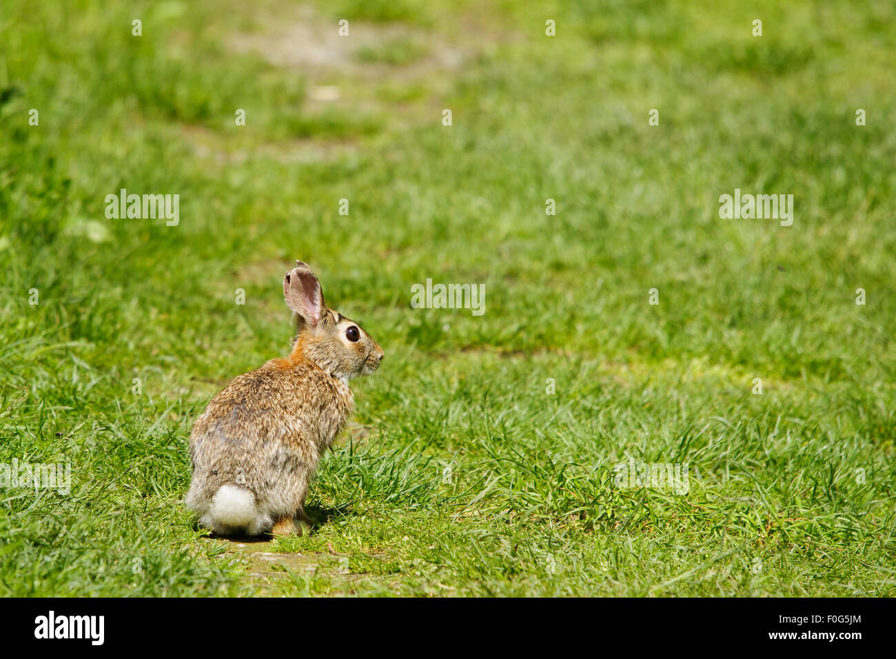 Coniglio selvatico, coniglio closeup, coniglio su camp, italiano coniglio selvatico, mammiferi Foto Stock