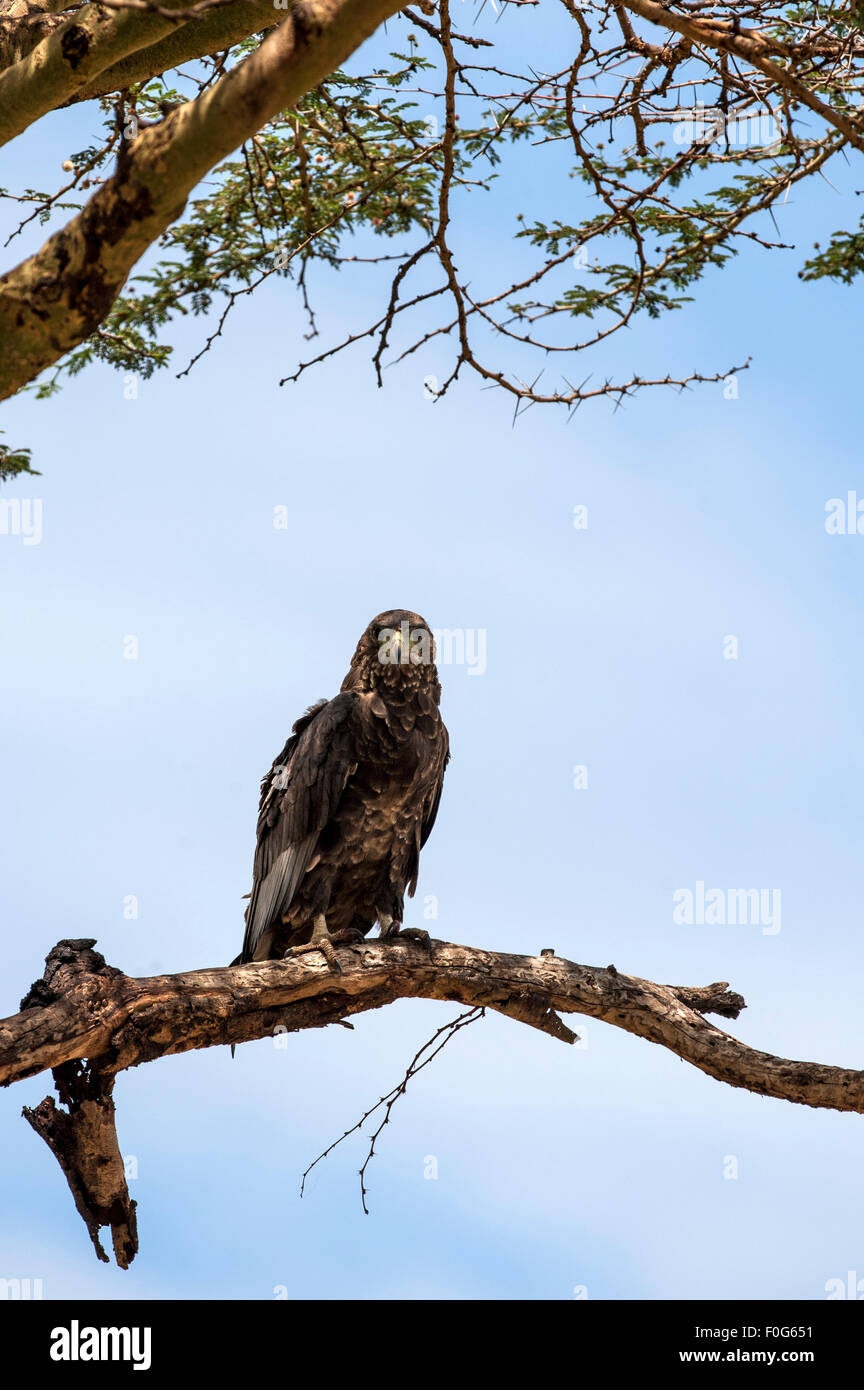 I capretti bateleur eagle seduta su albero zona di Olare Olok conservancy Kenya Africa Foto Stock