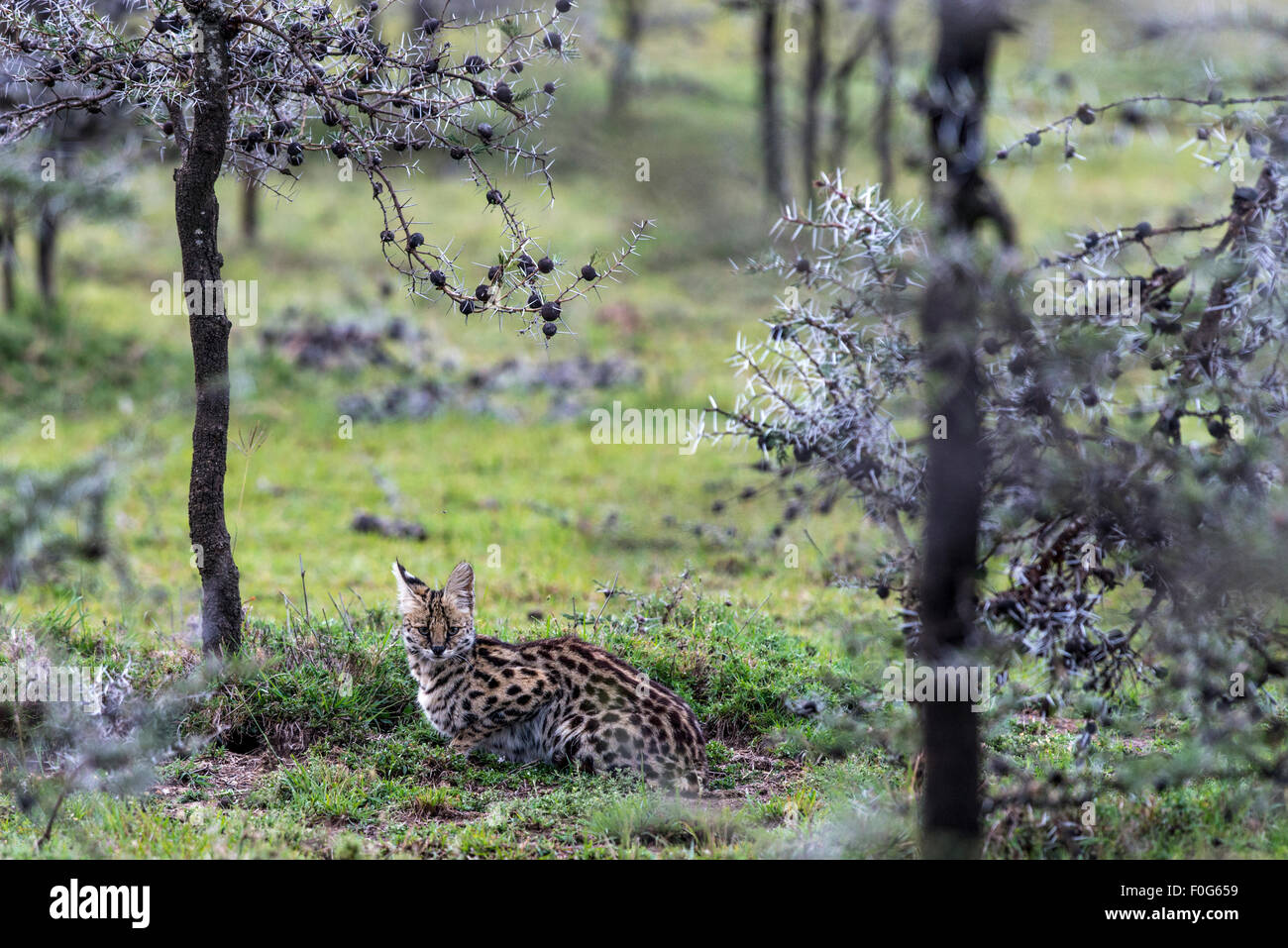 Ritratto di serval Gatto sdraiato sul terreno Mara Naboisho conservancy Kenya Africa Foto Stock