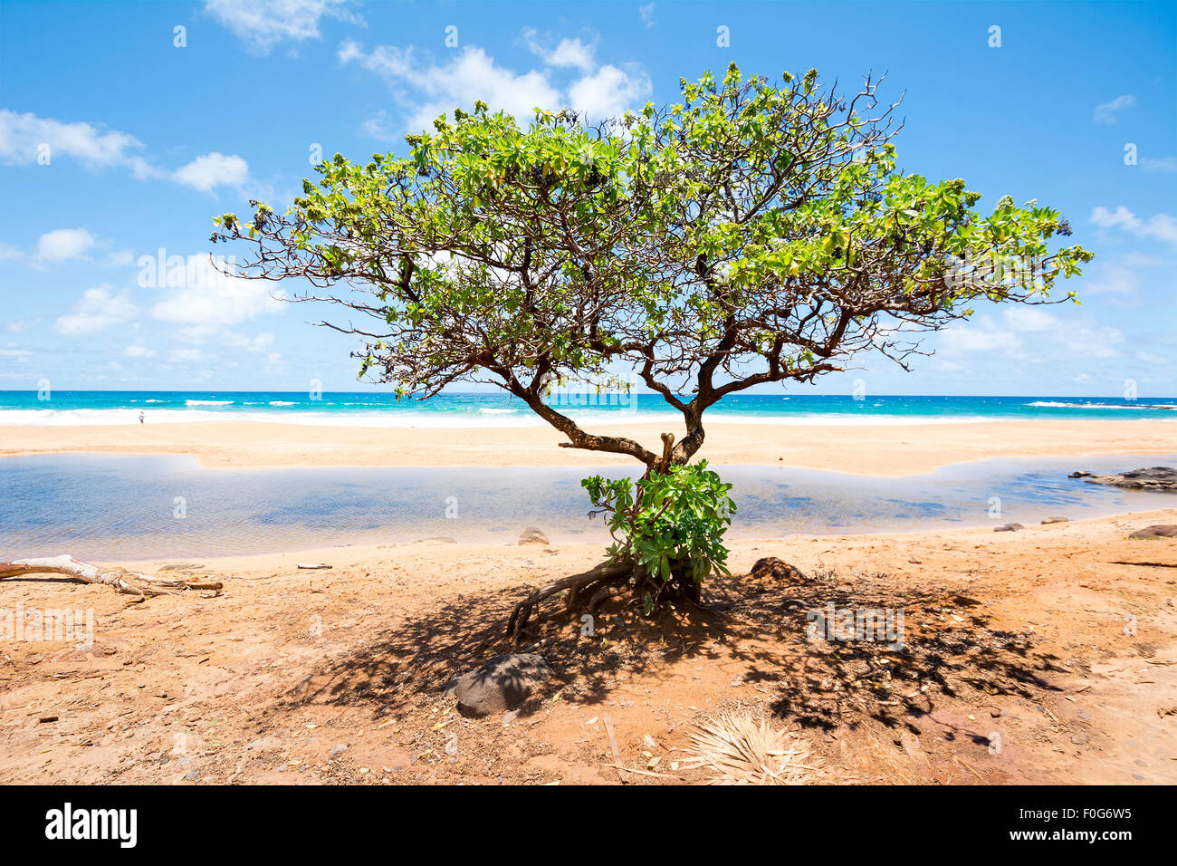 Un albero solitario su una spiaggia hawaiana incorniciata da un luminoso cielo blu e oceano turchese. Foto Stock